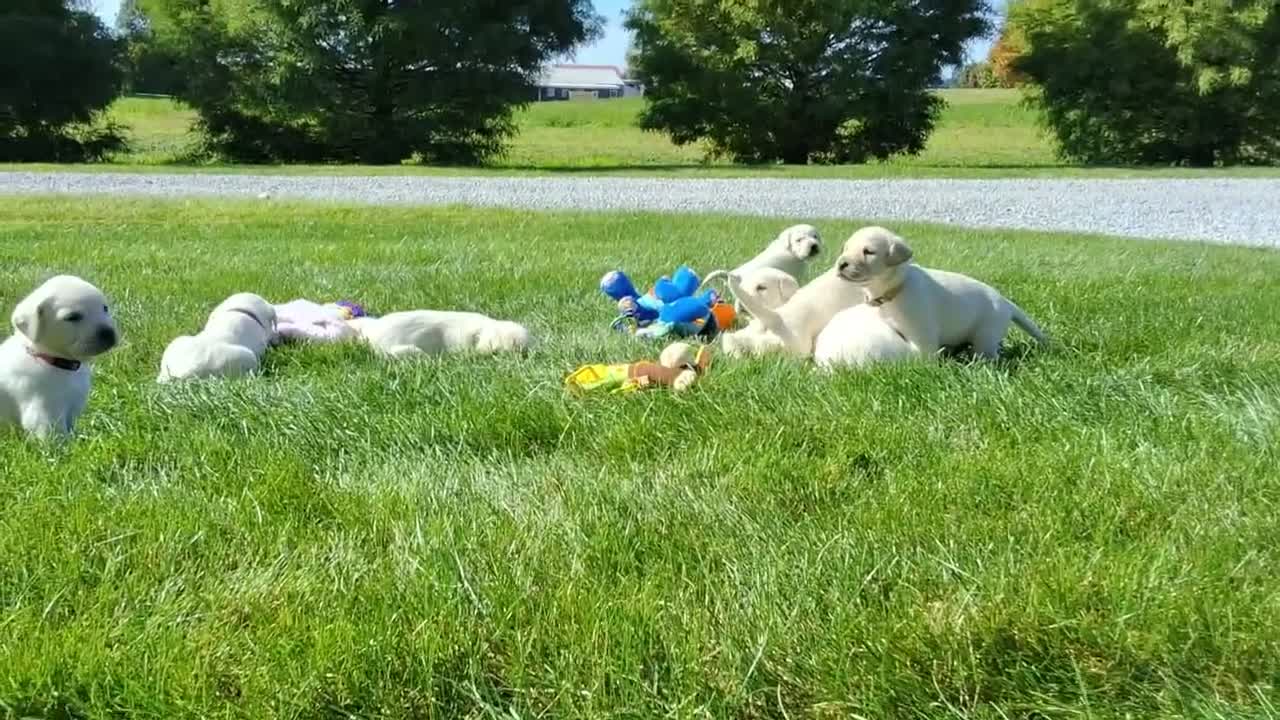 Labrador Retriever dogs for sale: Jace Labrador Retriever 1 - Video 1