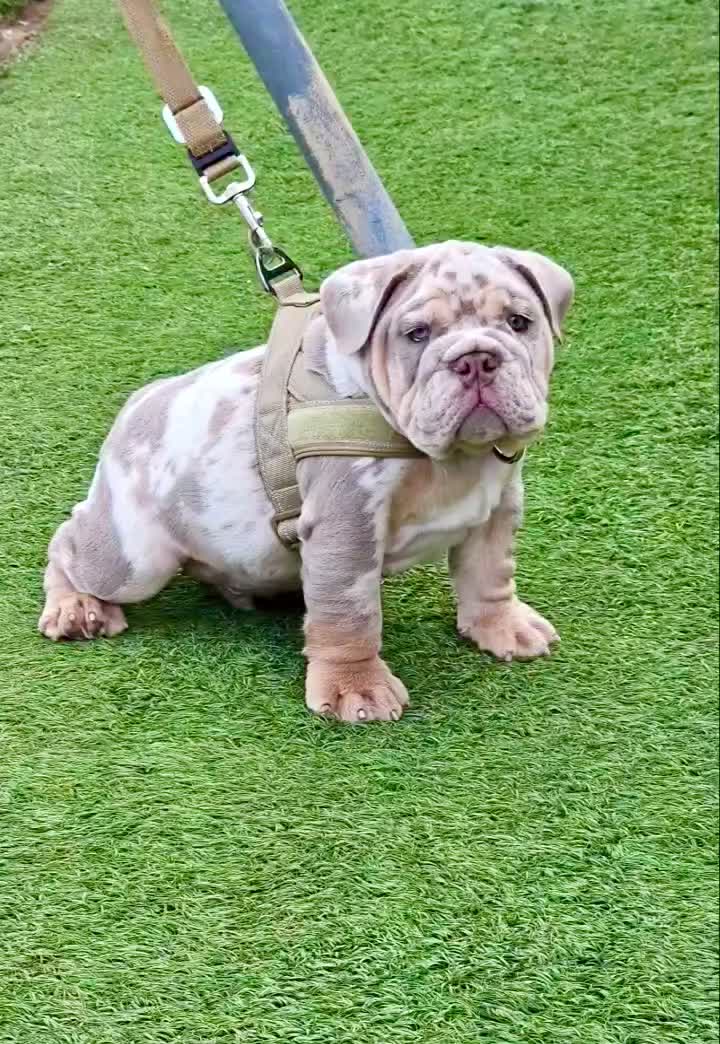 English Bulldog dogs for sale: ICE- RARE Lilac Merle – Blue Eyes – Showstopper - Video 4