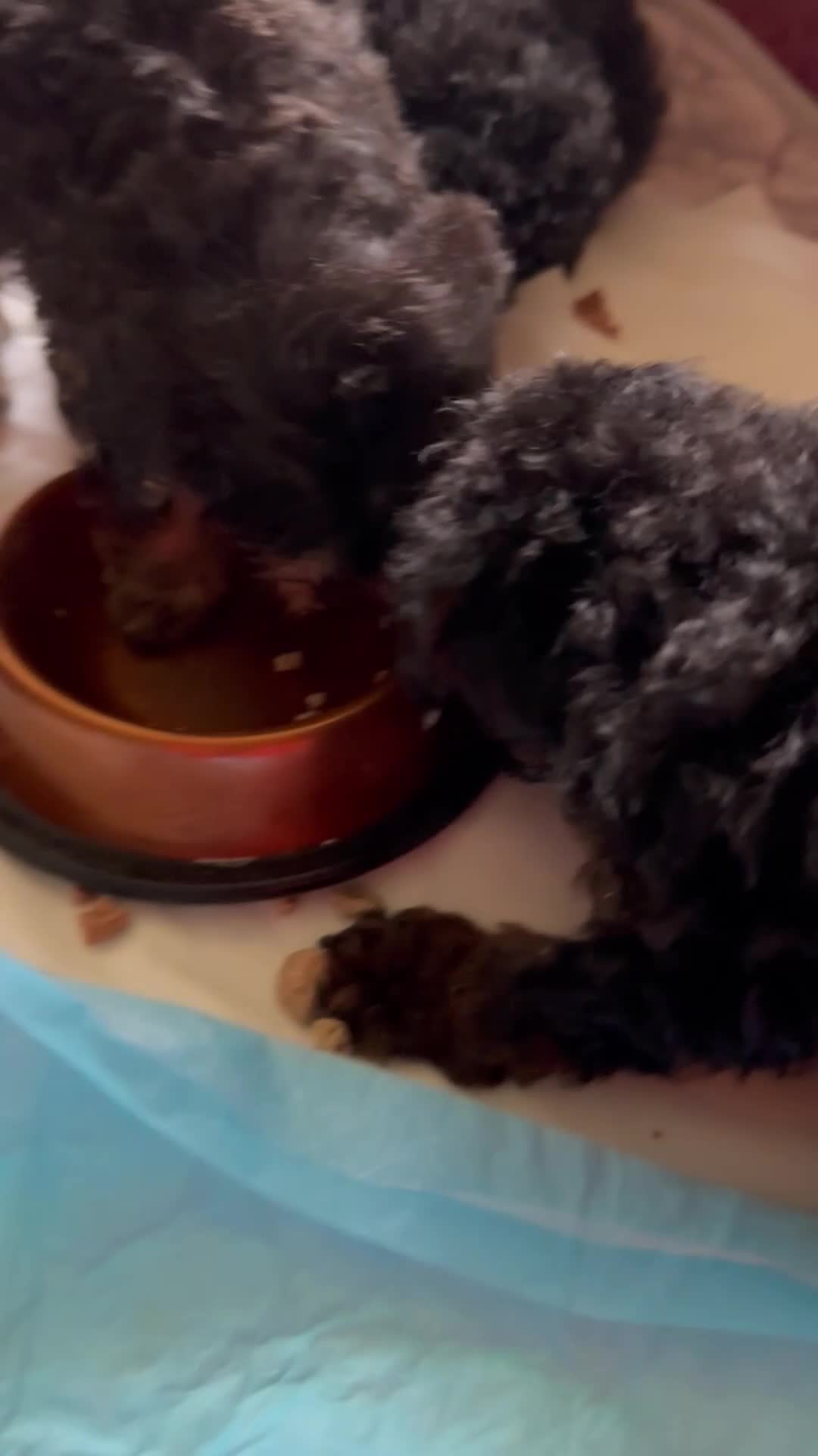 Toy Poodle dogs for sale: luna - Video 1