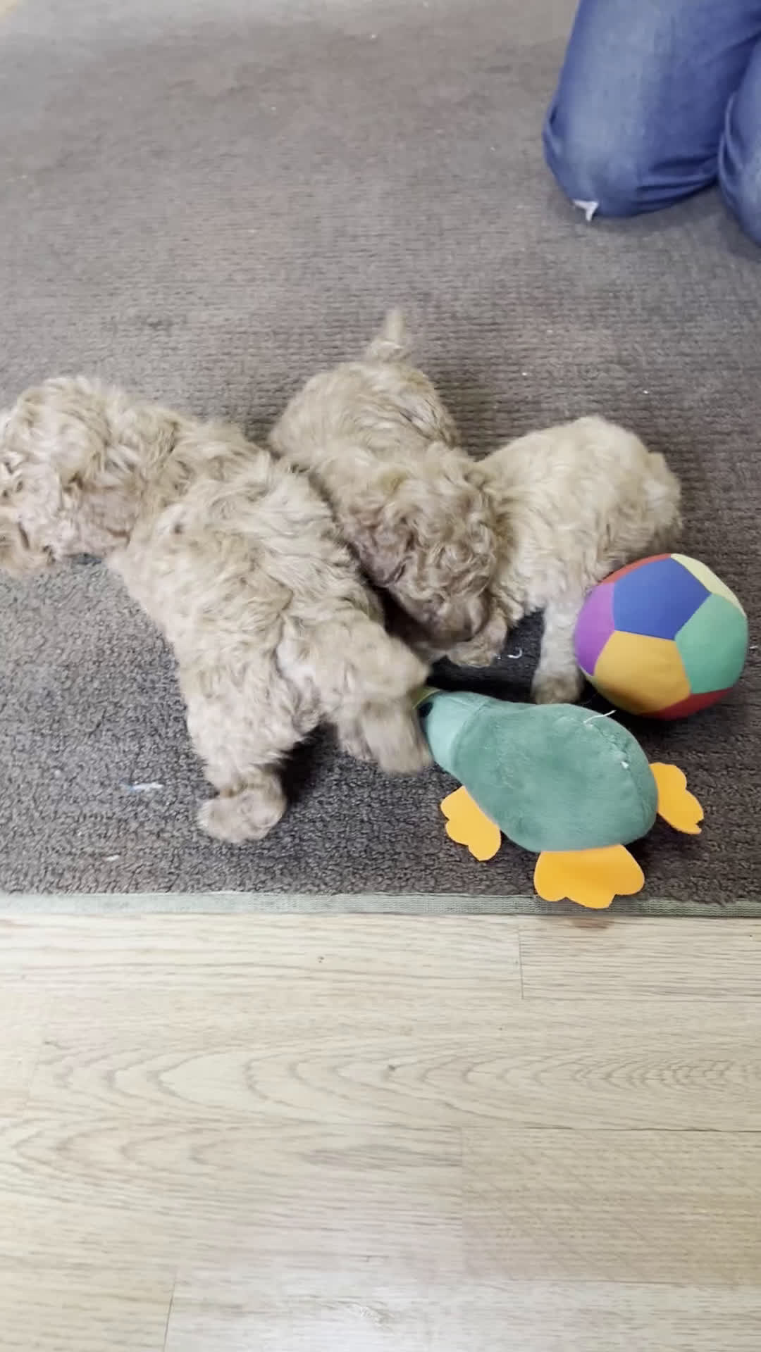 Miniature Poodle dogs for sale: Casper - Video 1