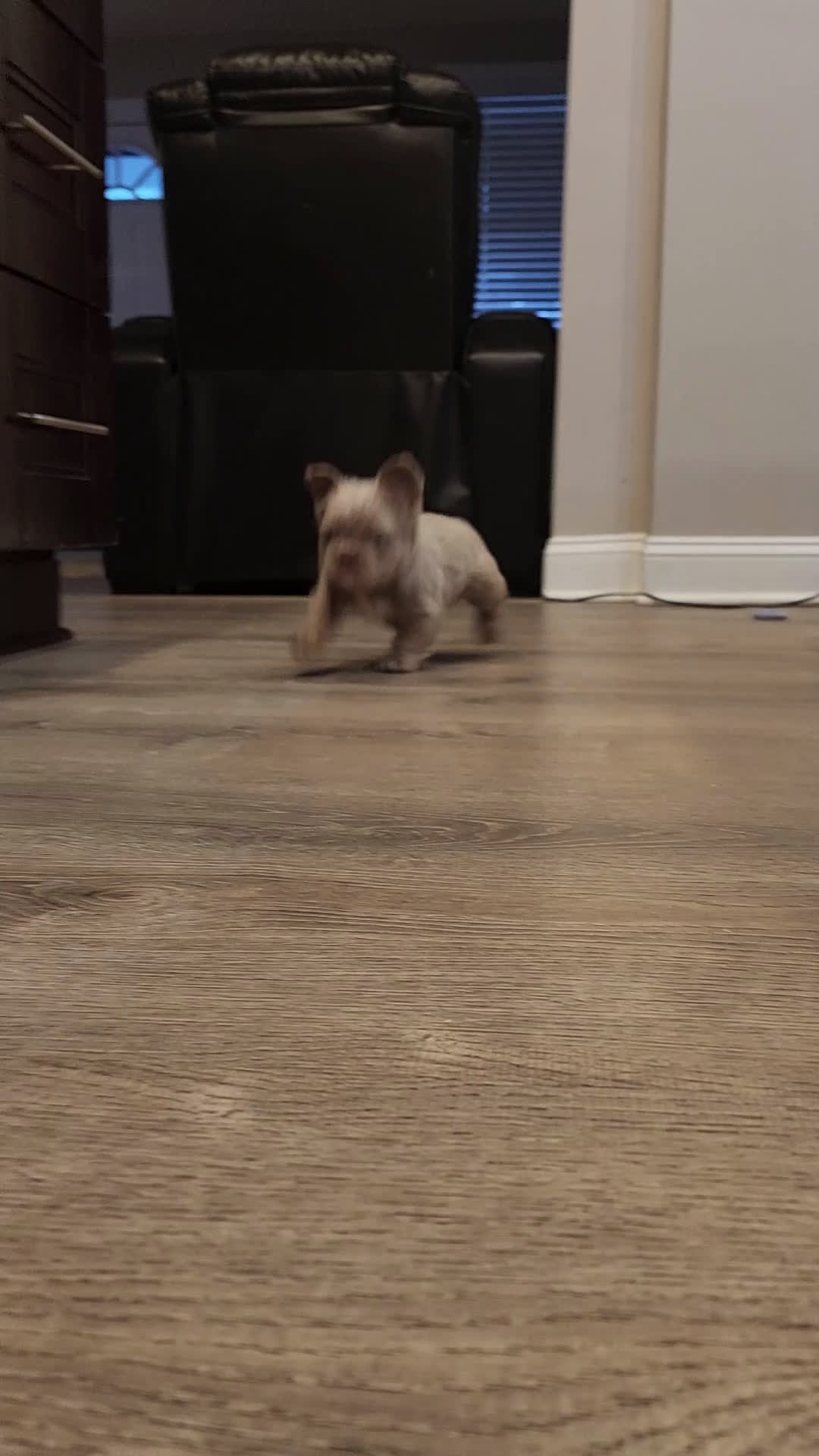 French Bulldog dogs for sale: Teddy bear - Video 1