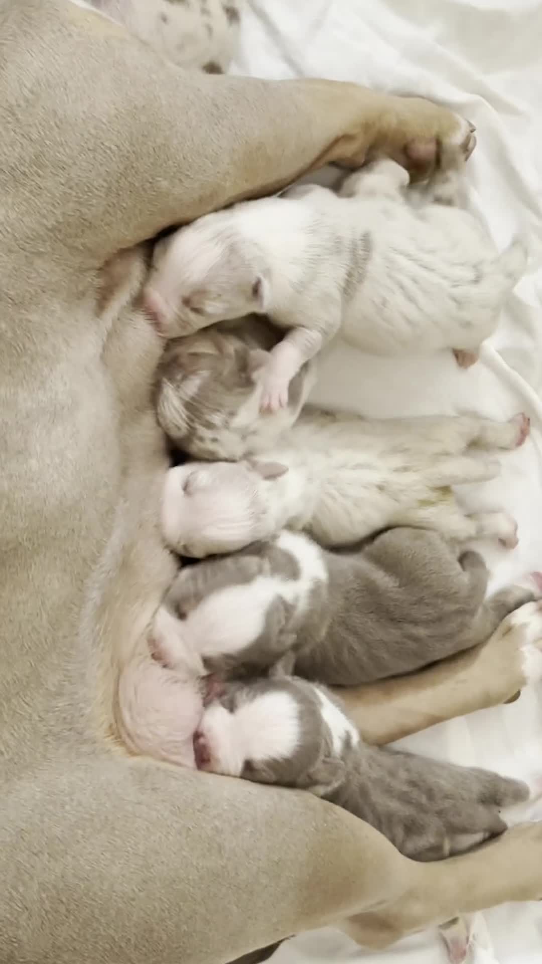 American Bully dogs for sale: Mixed Breed Puppy 2 - Video 1