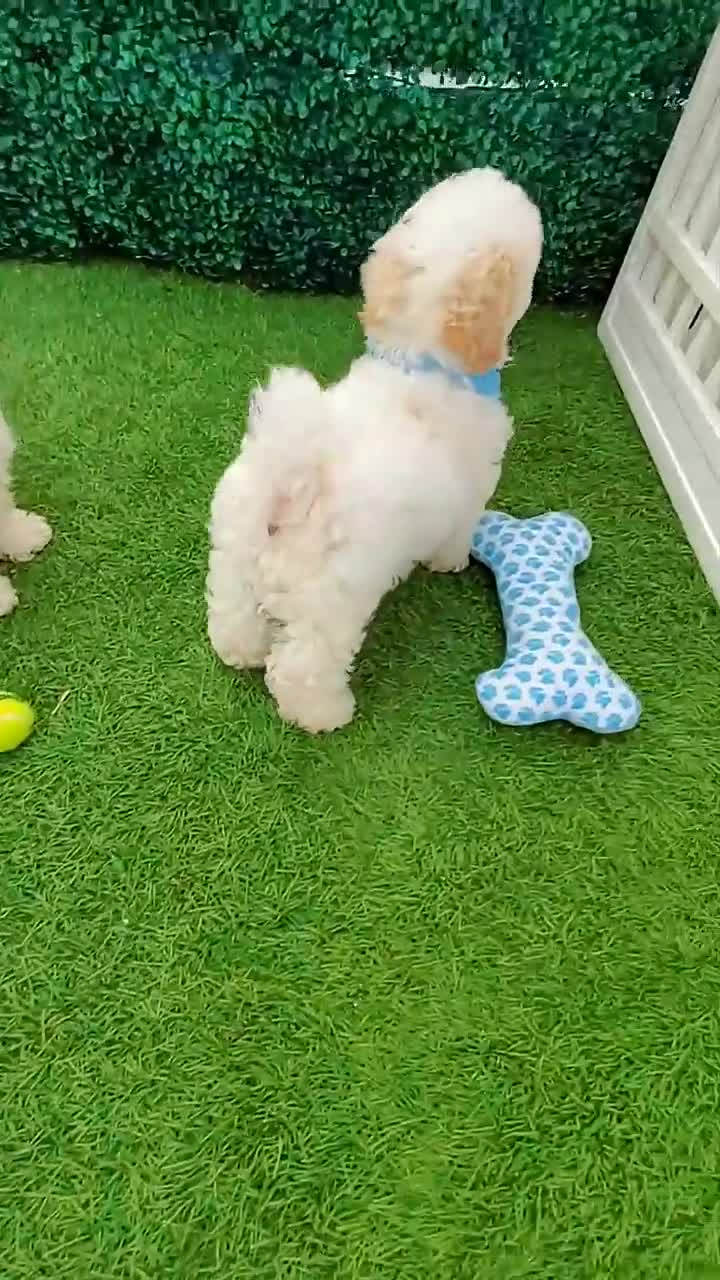 Maltipoo dogs for sale: BURBERRY  - Video 1
