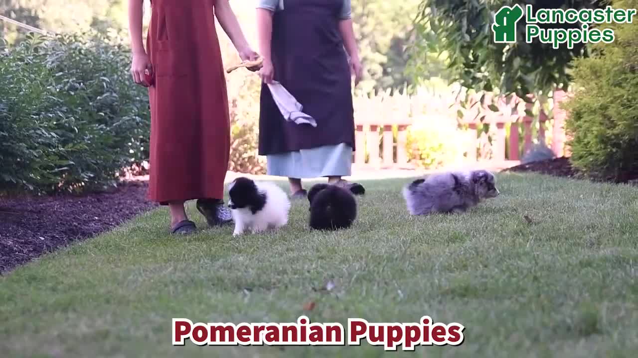 Pomeranian dogs for sale: Alex - Video 1