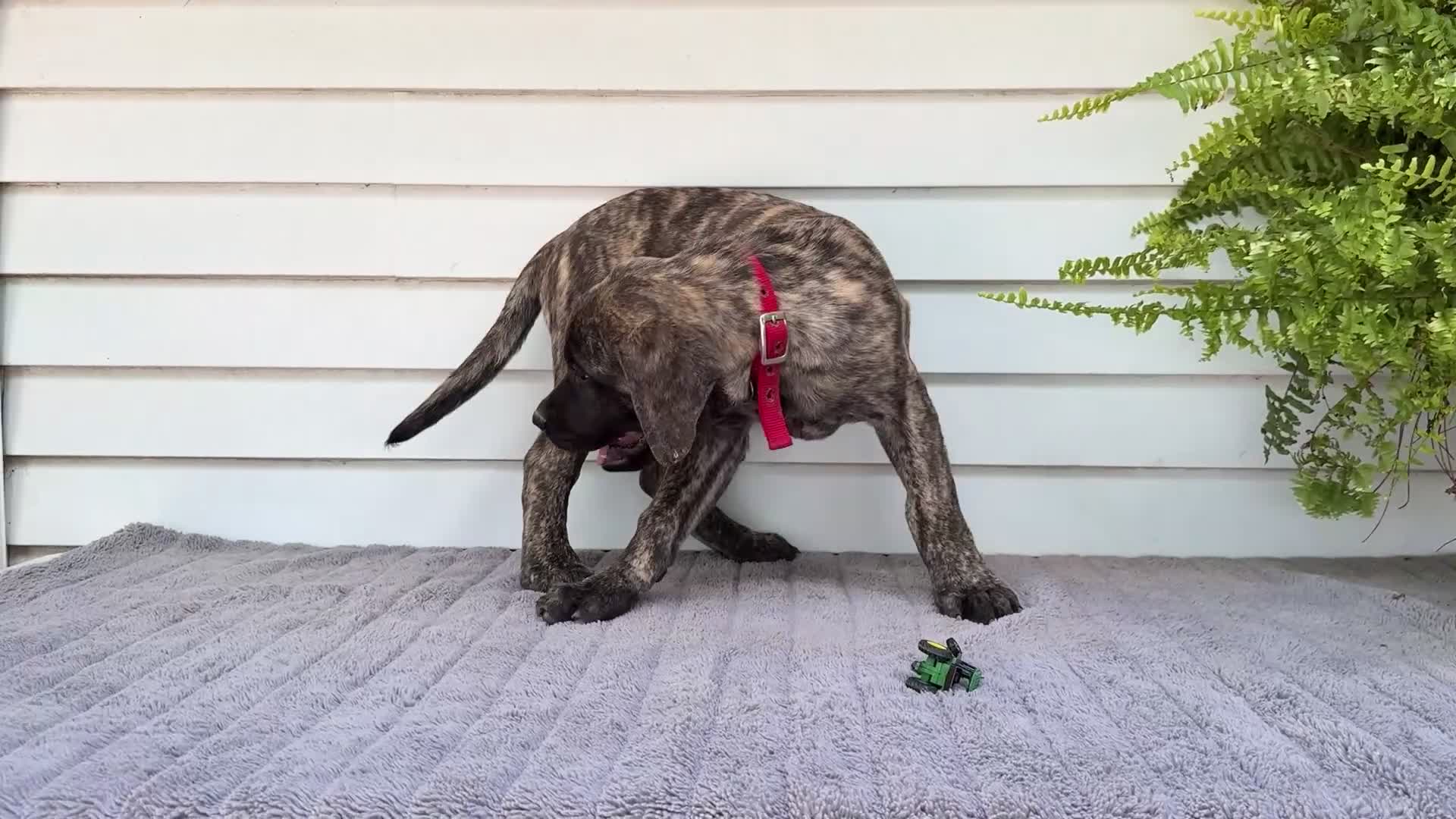English Mastiff dogs for sale: Max - Video 2