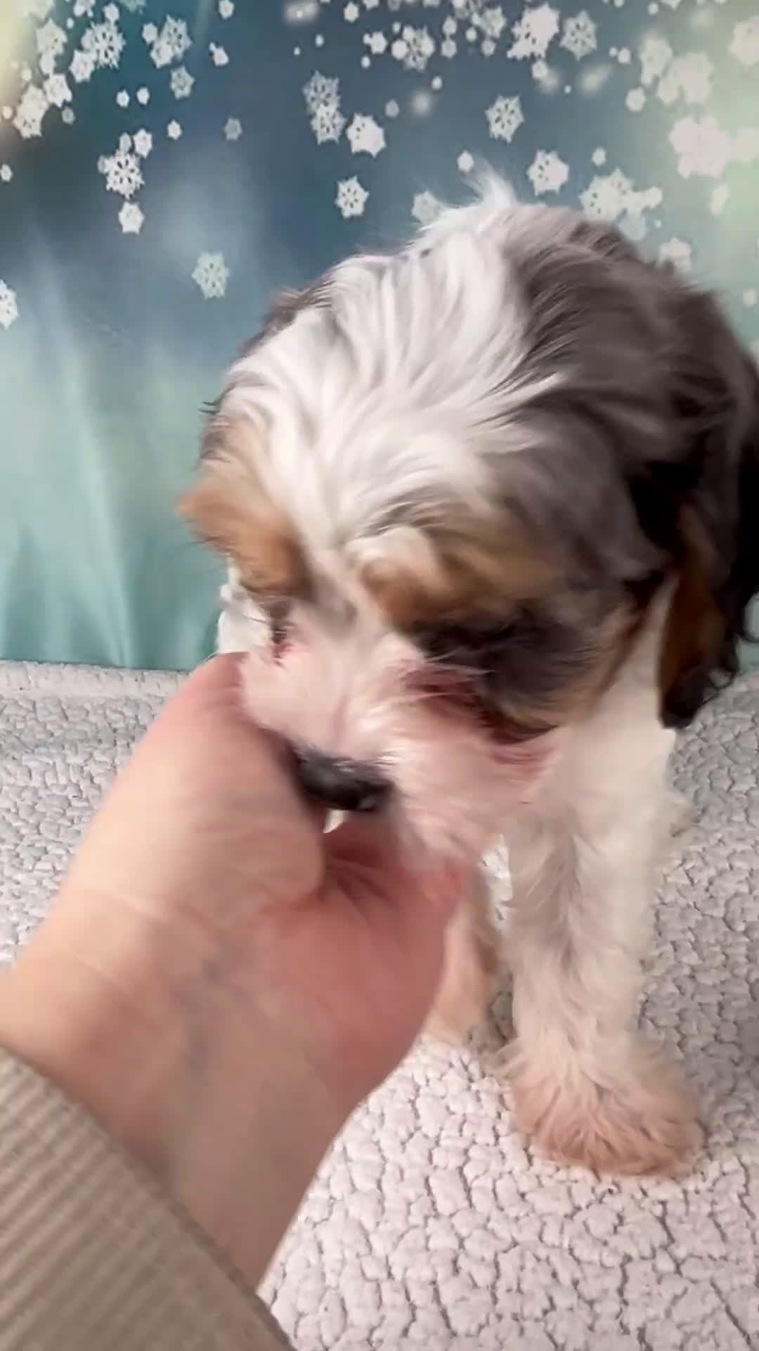 Cavapoo dogs for sale: Maggie - Video 1