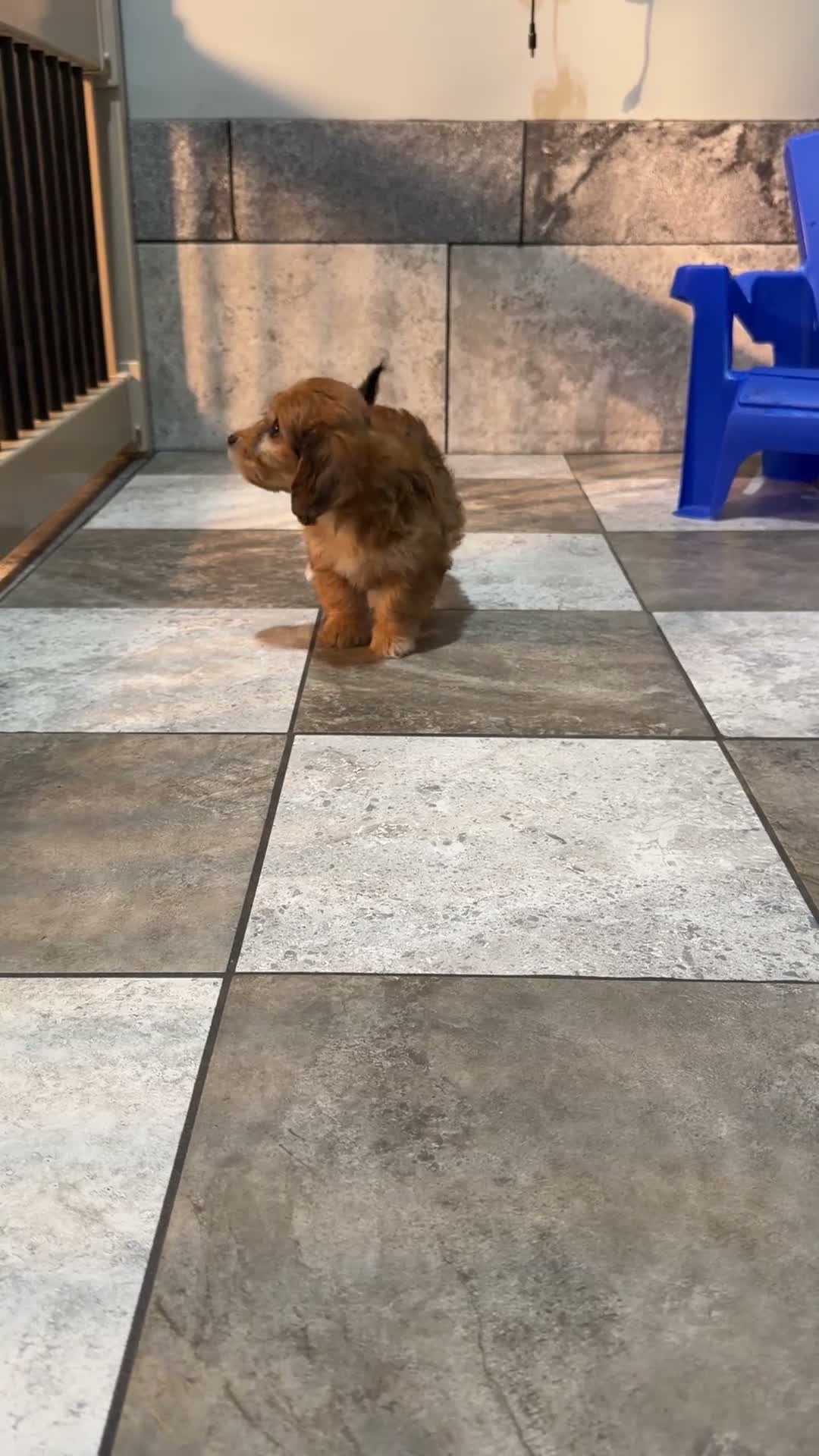 Mixed Breed dogs for sale: Autumn  - Video 1
