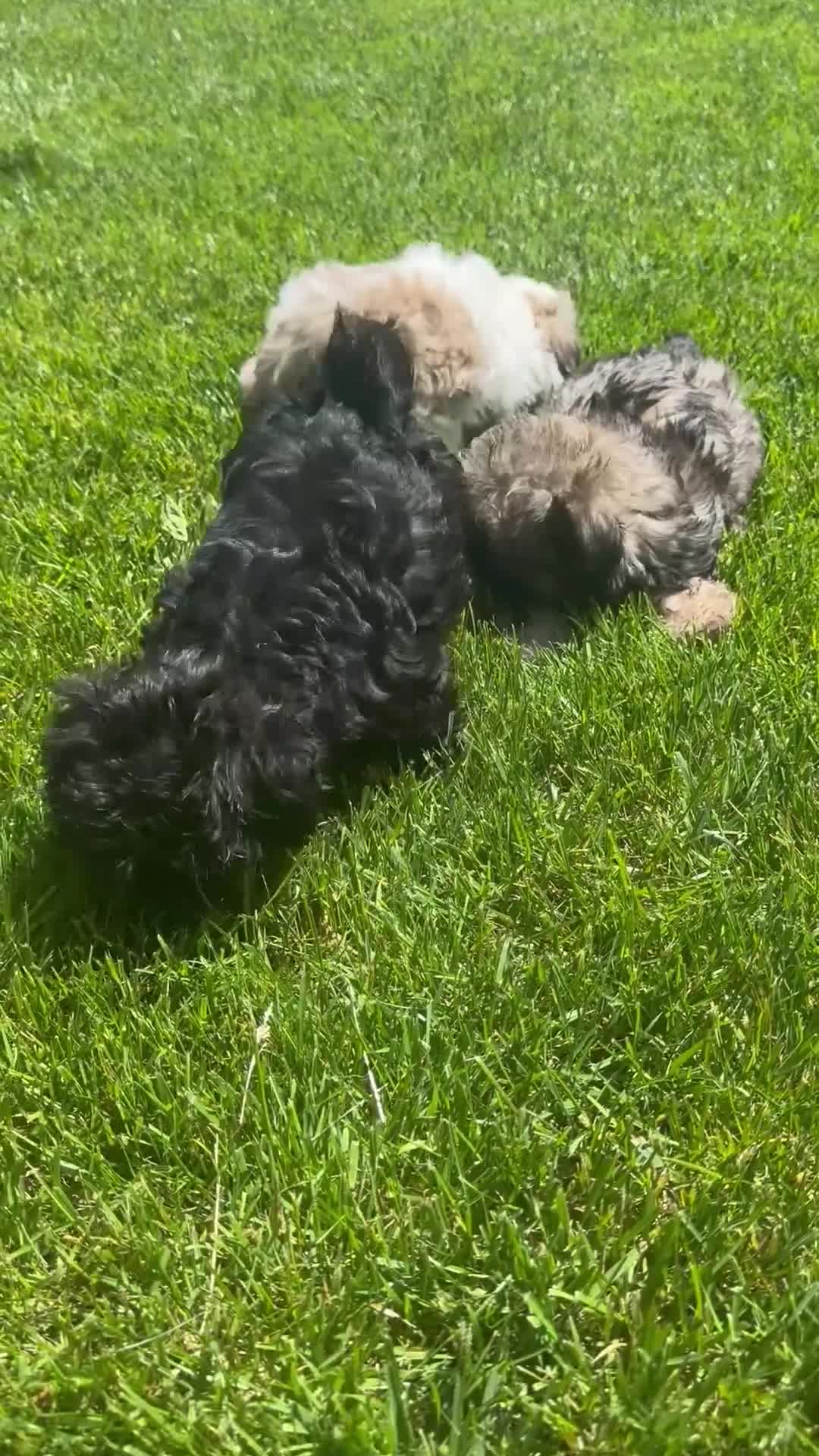 Mixed Breed dogs for sale: Teddy Bear 🧸 Breed Puppy’s 3 - Video 1