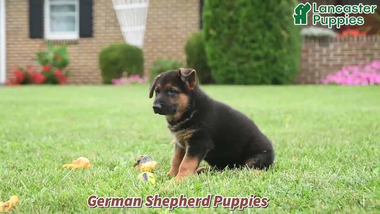 German Shepherd dogs for sale: Lucky - Video 1