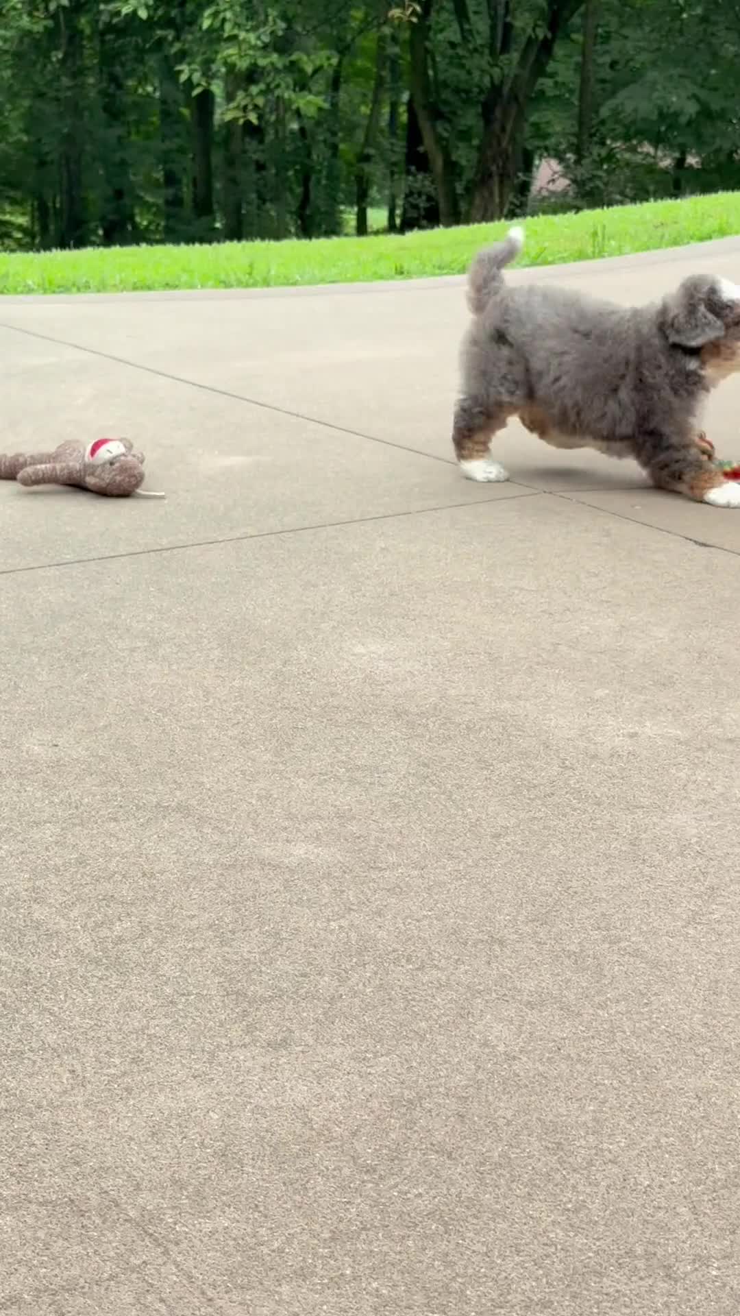 Mini Bernedoodle dogs for sale: Charlie  (F1B) ❤️ - Video 1