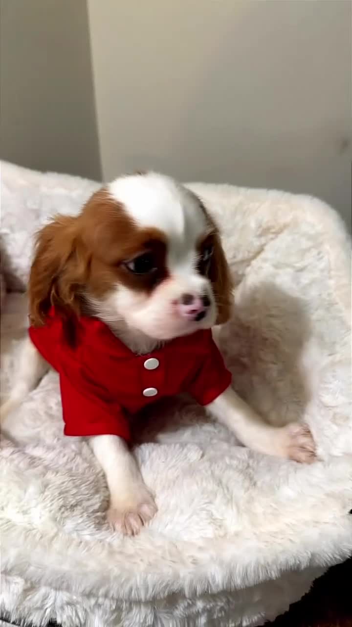 Cavalier King Charles Spaniel dogs for sale: Waffles  - Video 1