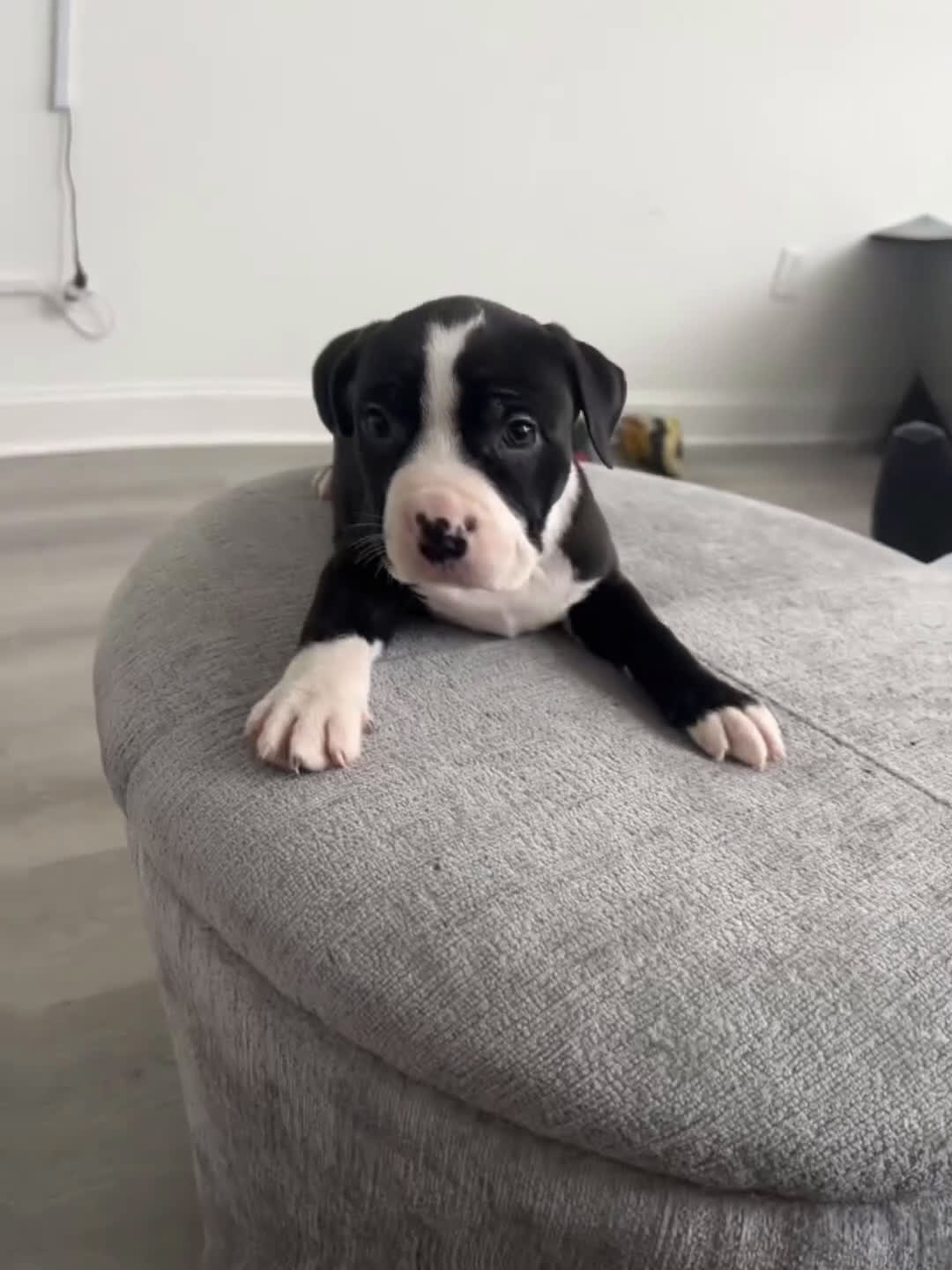 American Bully dogs for sale: American Bully Puppy 1 - Video 1