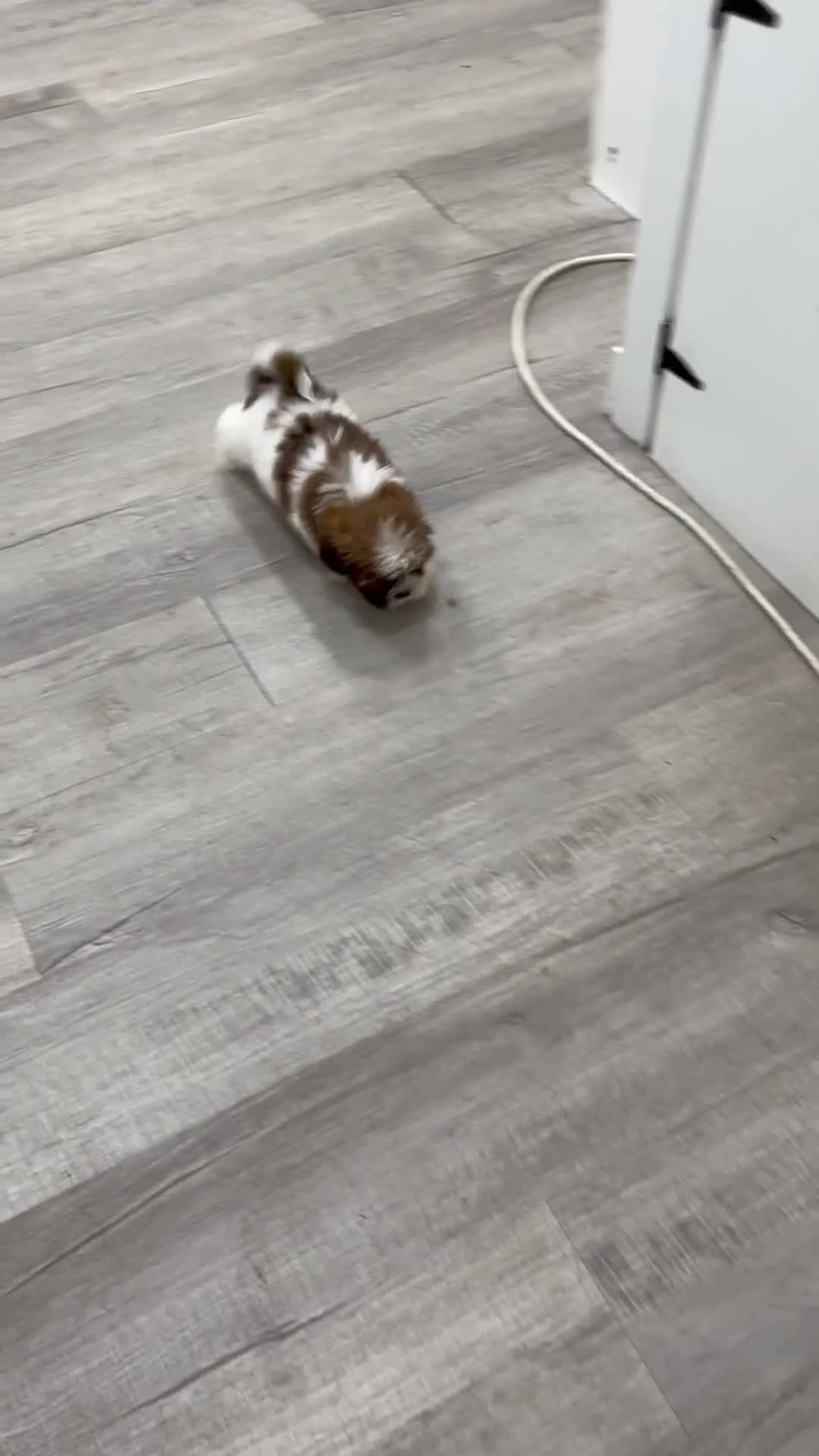 Shih Tzu dogs for sale: Cleo - Video 1