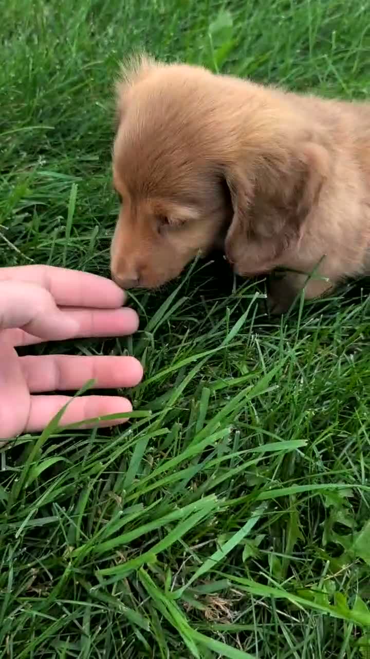 Miniature Dachshund dogs for sale: Heath  - Video 1