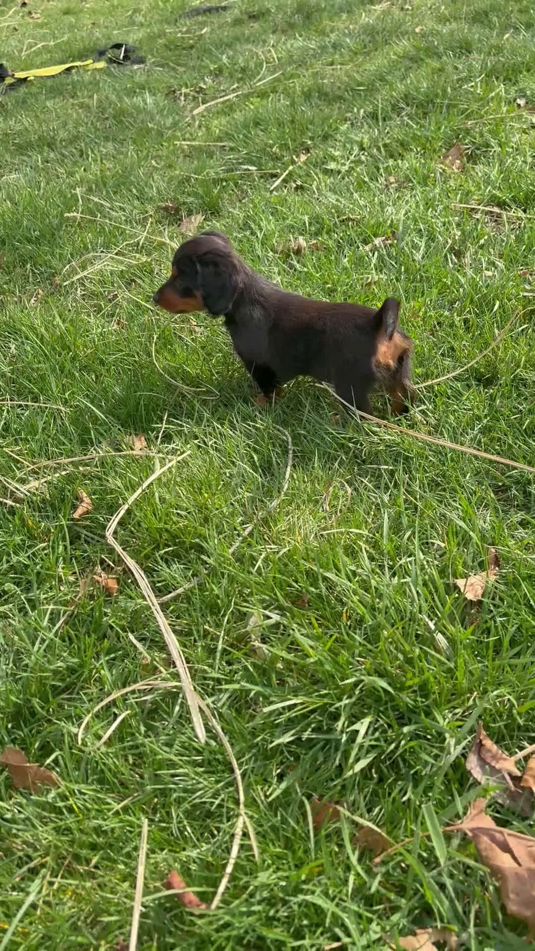 Miniature Dachshund dogs for sale: Miniature Dachshund Puppy 1 - Video 1