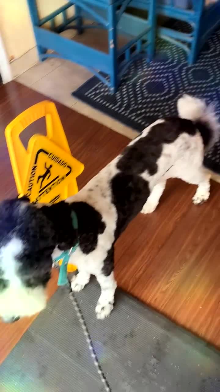 Bernedoodle dogs for sale: Lilo  - Video 4