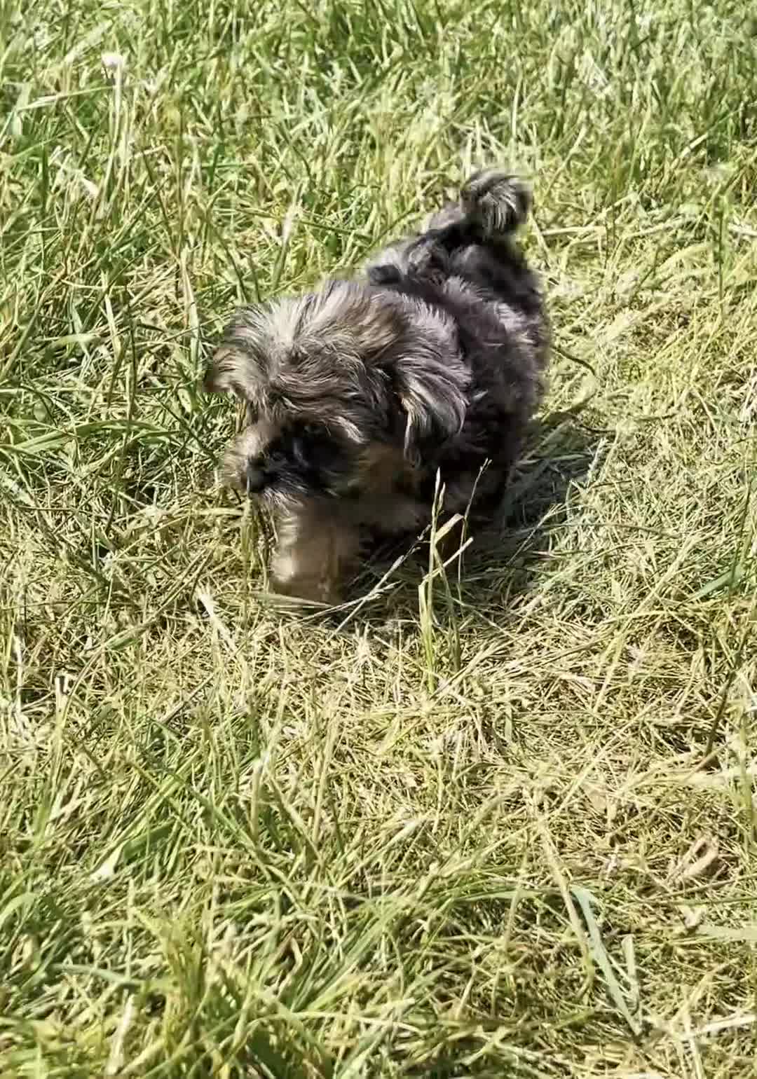 Maltipoo dogs for sale: Azul F1 - Video 1