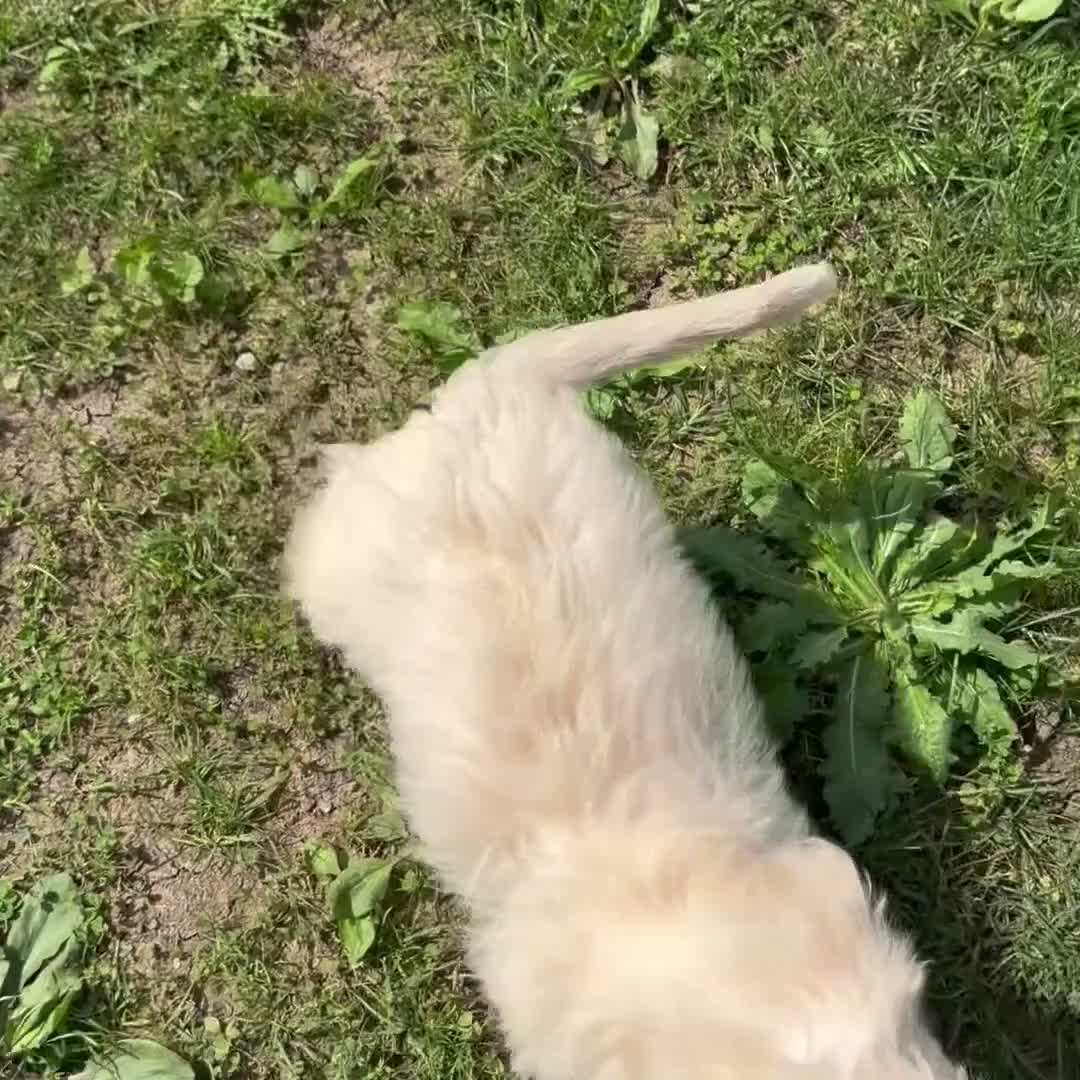 Mini Goldendoodle dogs for sale: Kristoff - Video 1