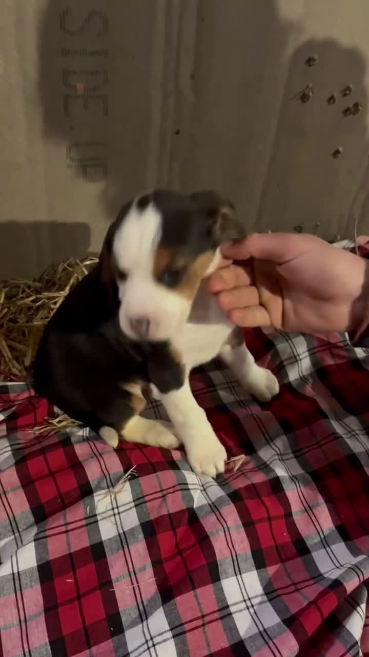 Mixed Breed dogs for sale: Snowball  - Video 1