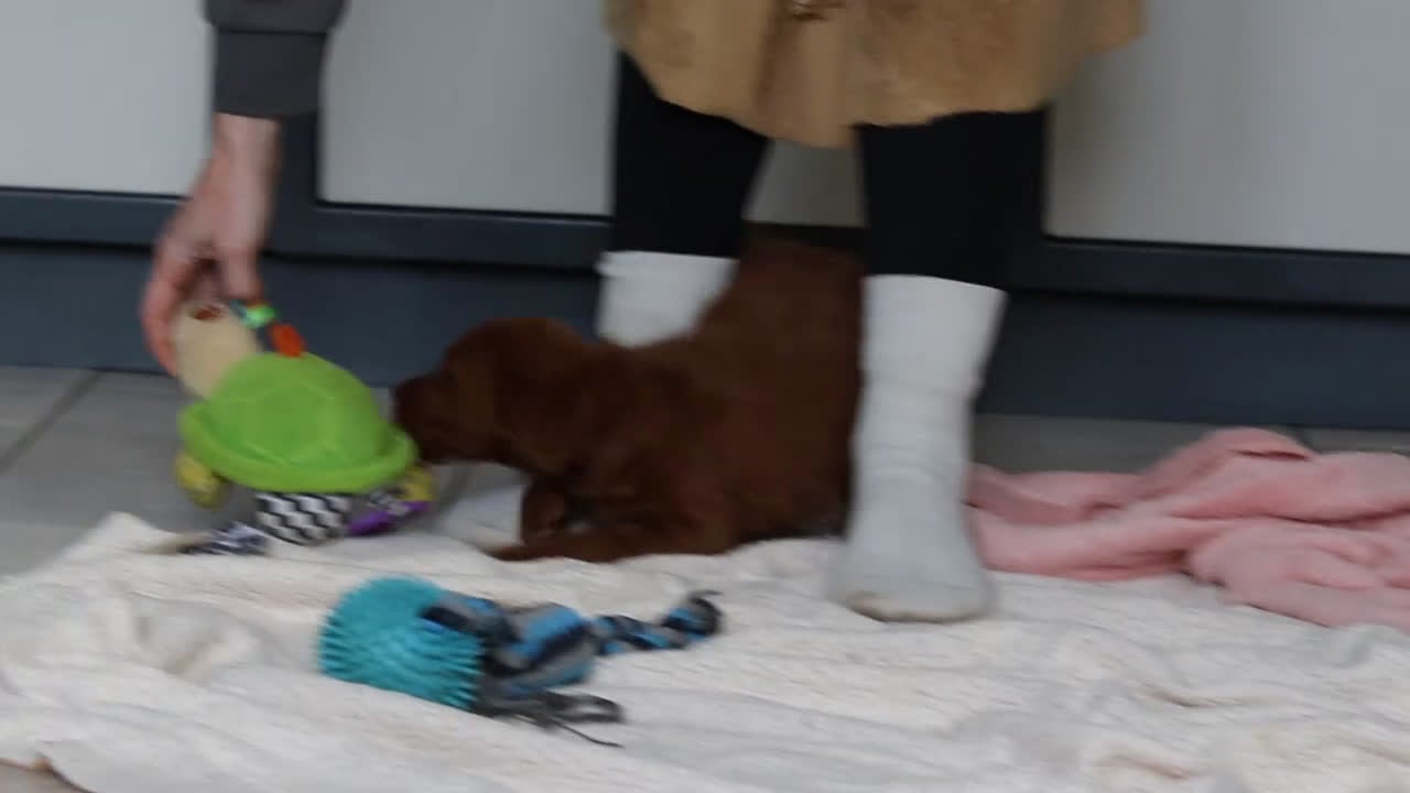 Labradoodle dogs for sale: Scout - Video 1