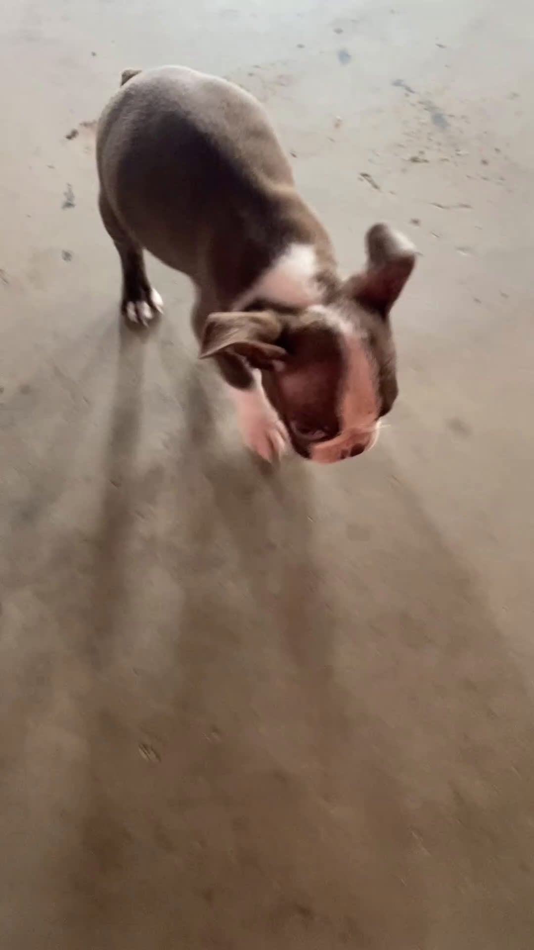 Boston Terrier dogs for sale: Rex - Video 1