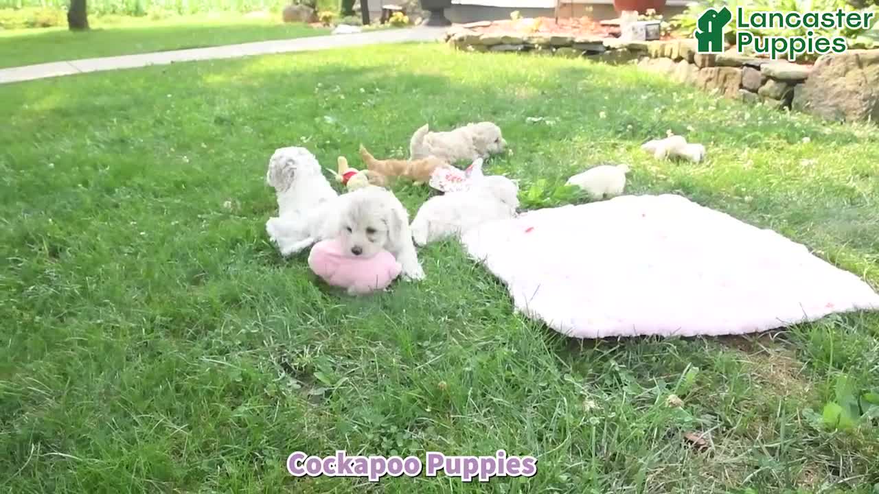Cockapoo dogs for sale: Norm - Video 1