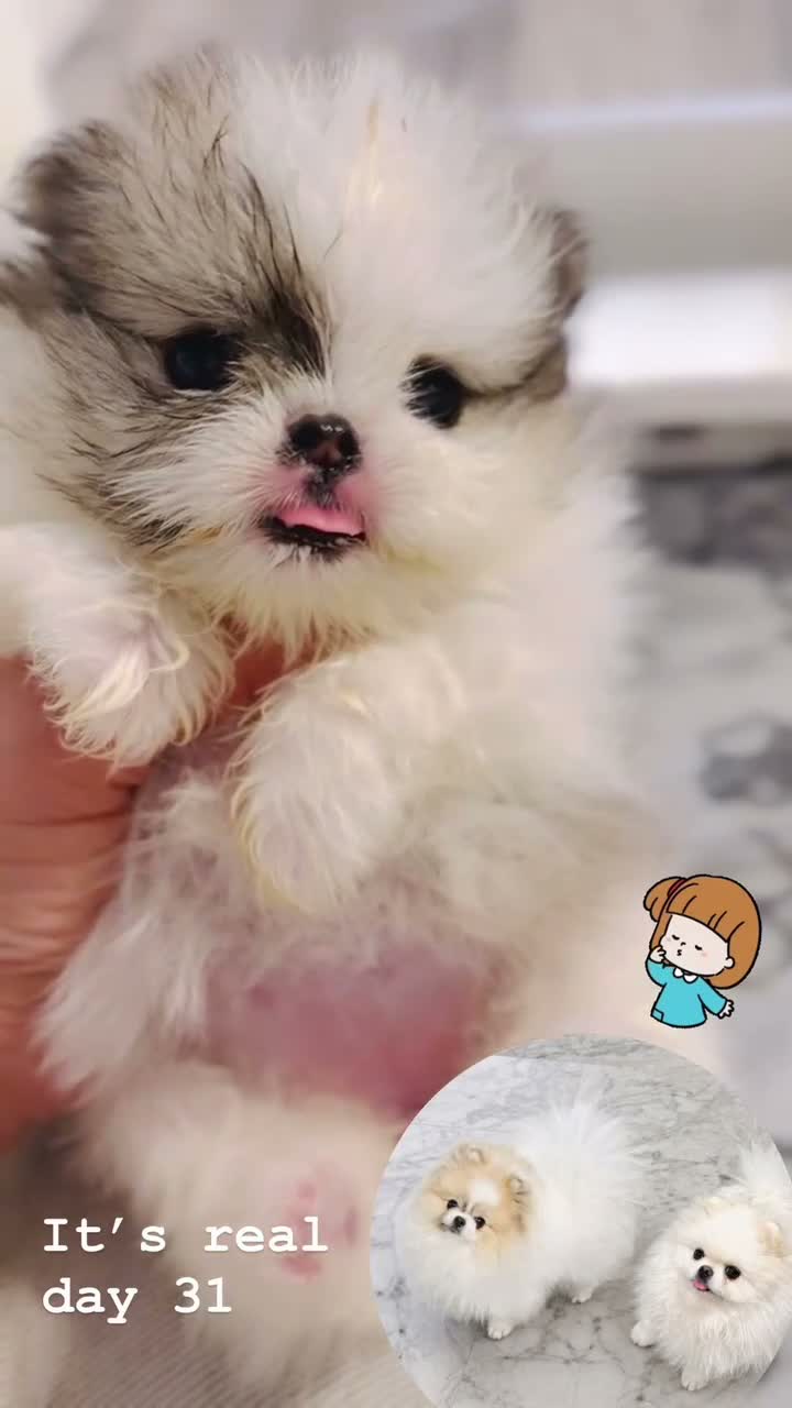 Pomeranian dogs for sale: Labubu  - Video 3
