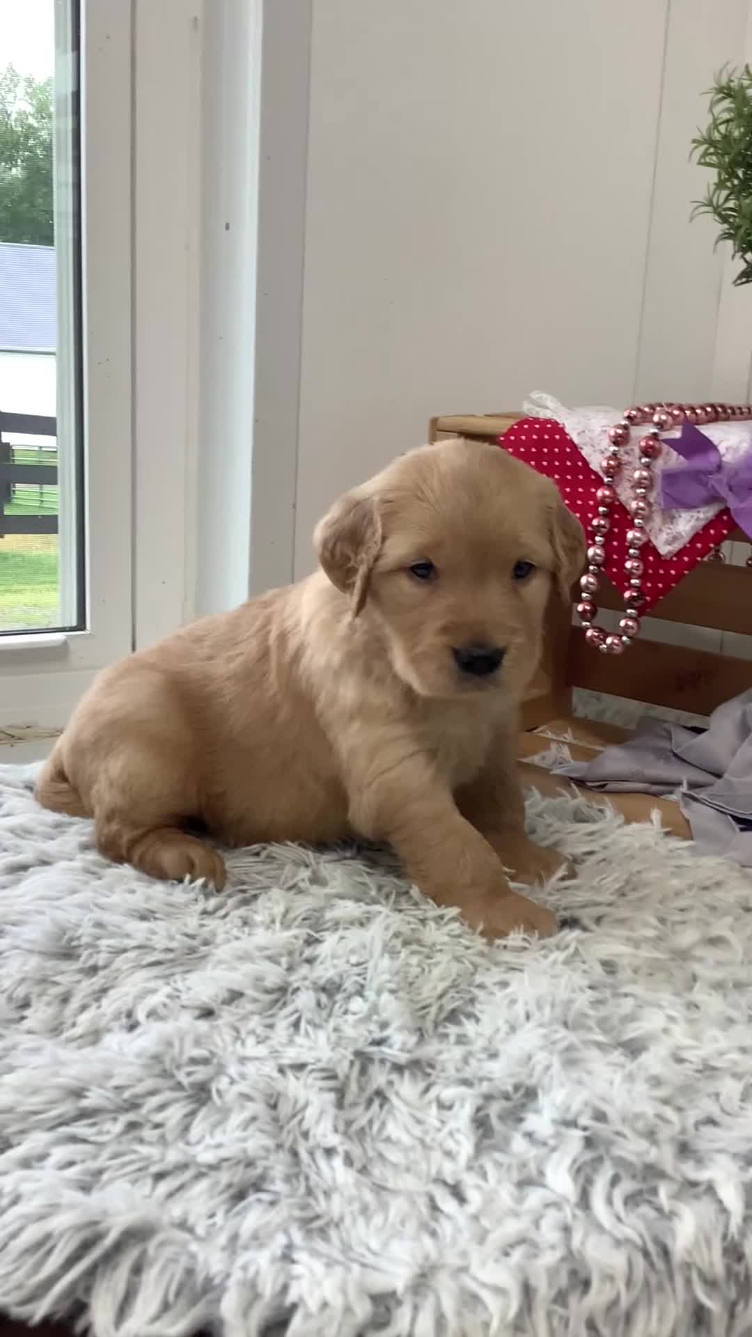 Golden Retriever dogs for sale: Golden Retriever - Kenzie  - Video 2