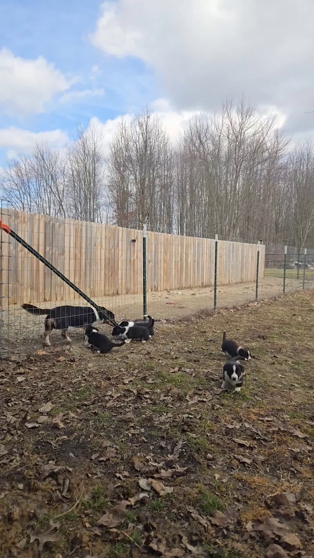 Welsh Corgi Cardigan dogs for sale: Welsh Corgi Cardigan Puppy 4 - Video 1