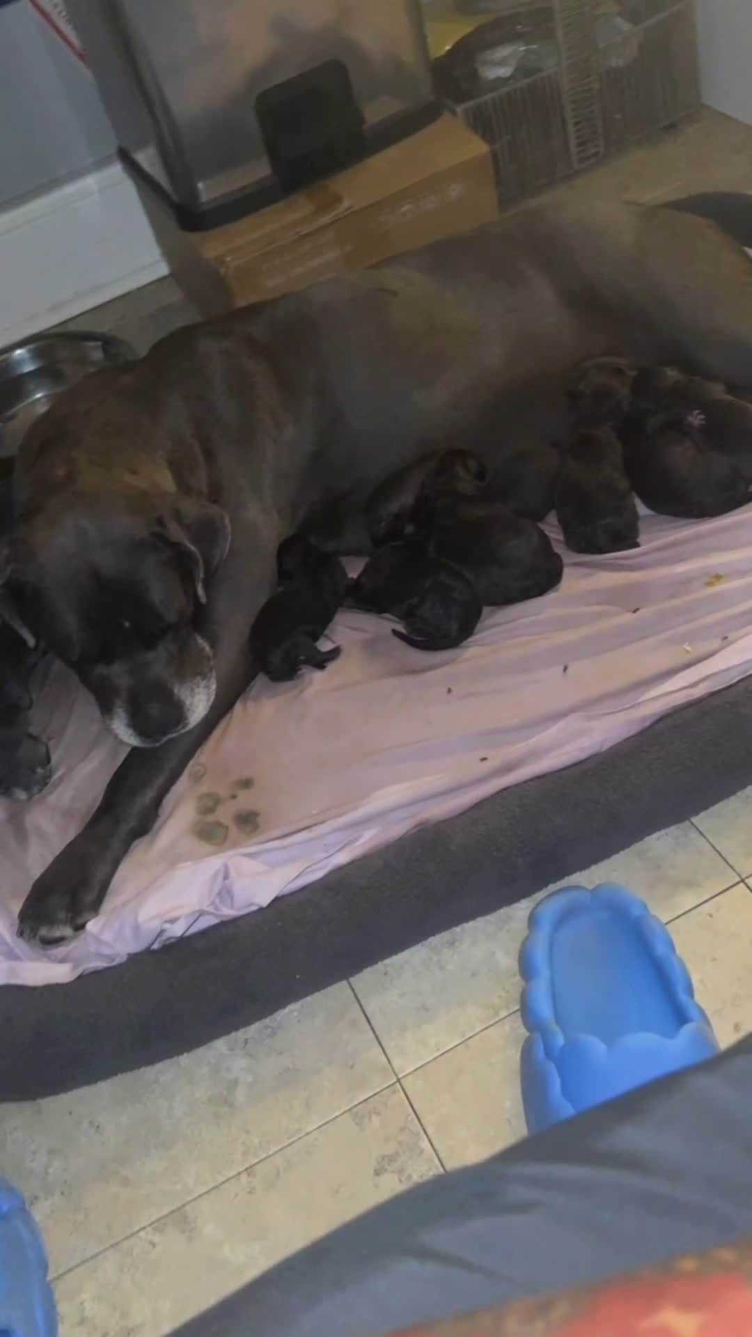 Mixed Breed dogs for sale: Nyla (lion king) - Video 2