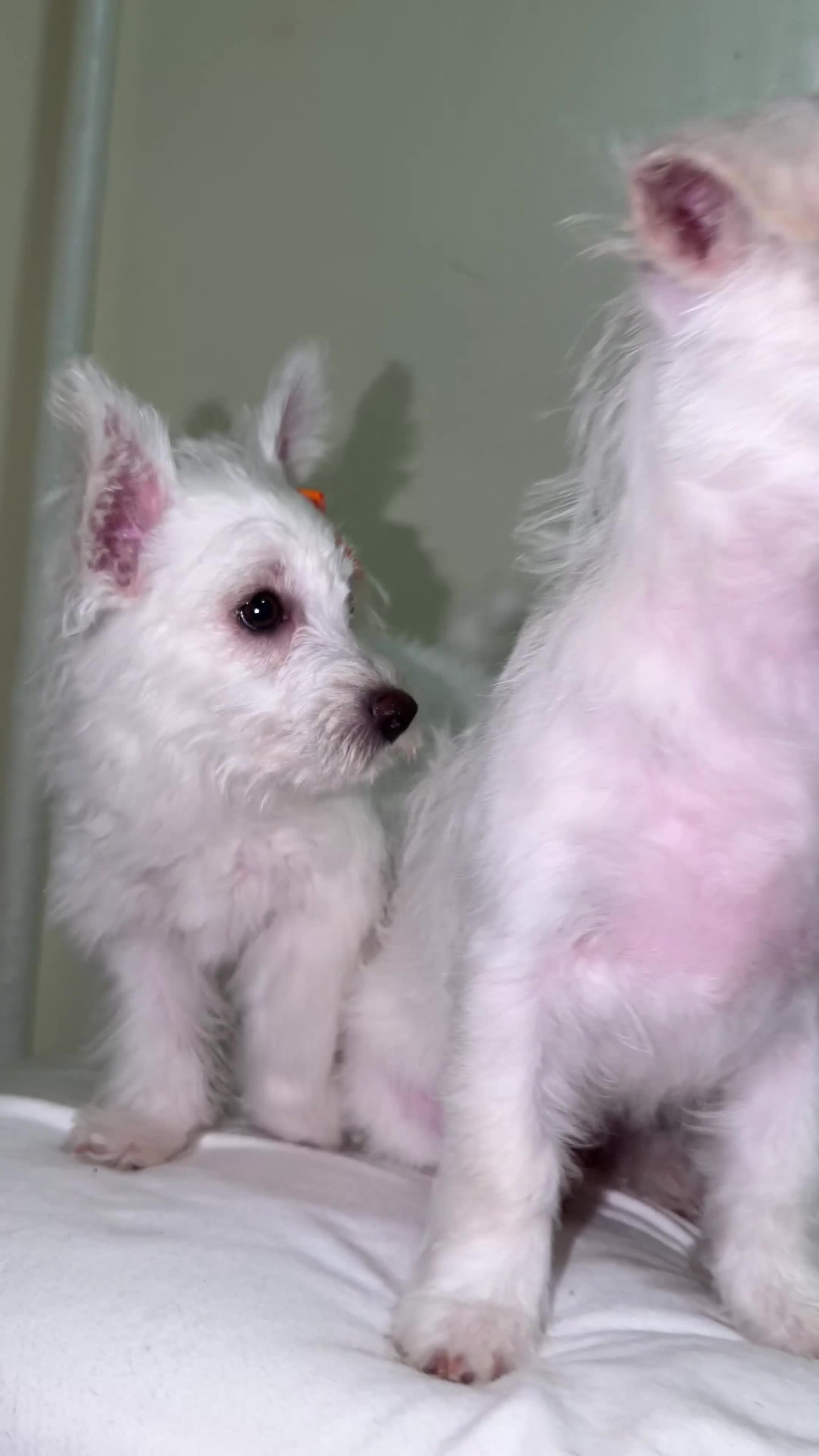 Westiepoo dogs for sale: Olaf - Video 1