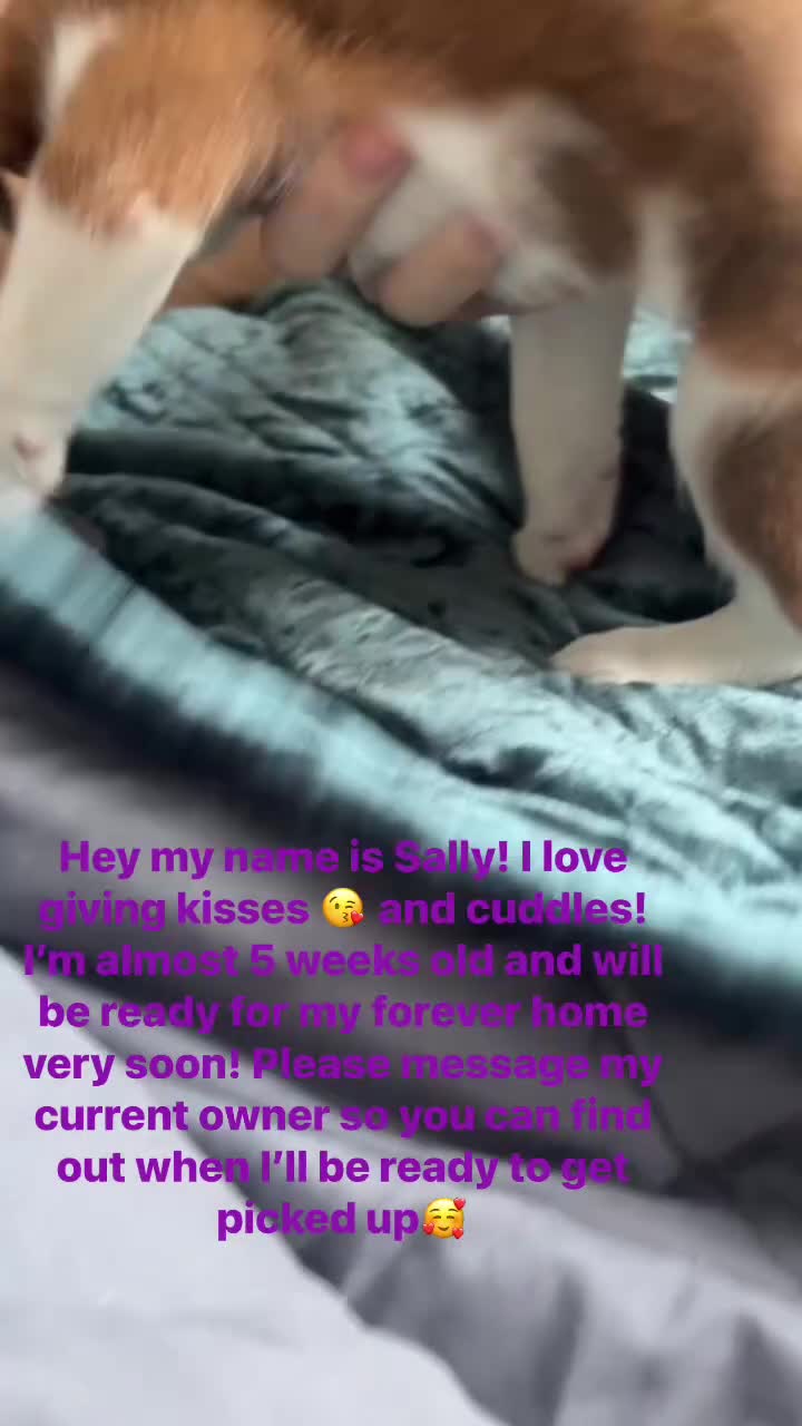 Mixed Breed dogs for sale: Mixed Breed Puppy 2 - Video 3
