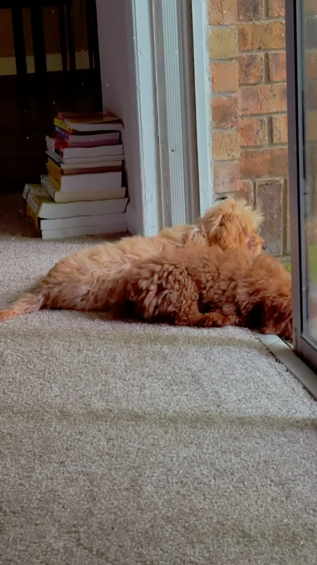 Miniature Poodle dogs for sale: Miniature Poodle - Video 2