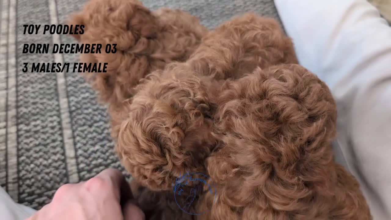 Toy Poodle dogs for sale: Cash - Video 2