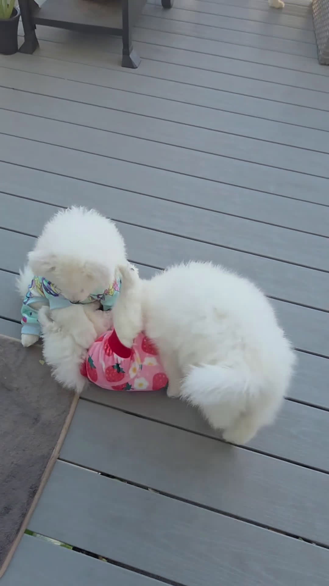 Samoyed dogs for sale: Lavie - Video 1