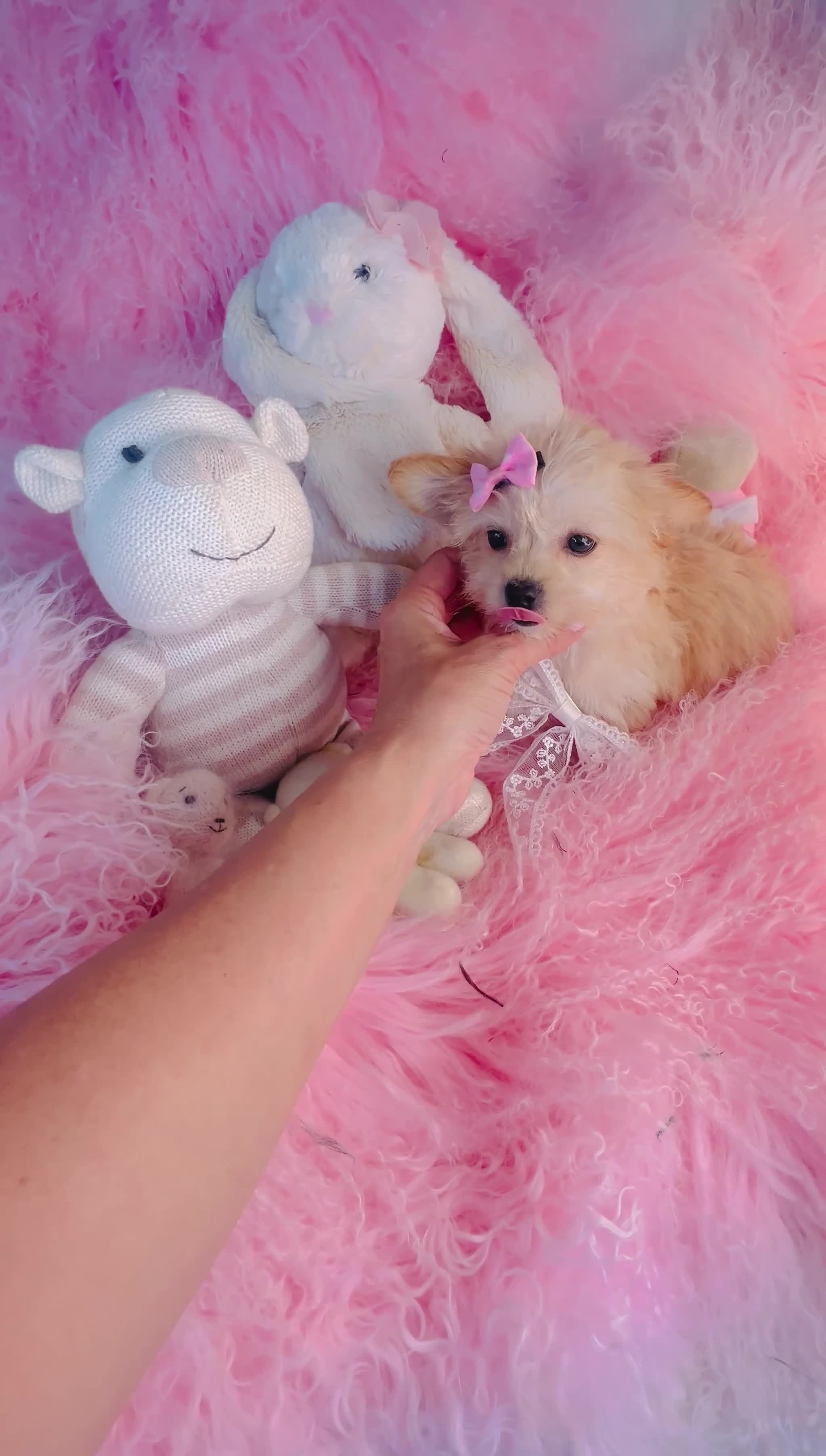 Morkie dogs for sale: Morkie 1 - Video 1