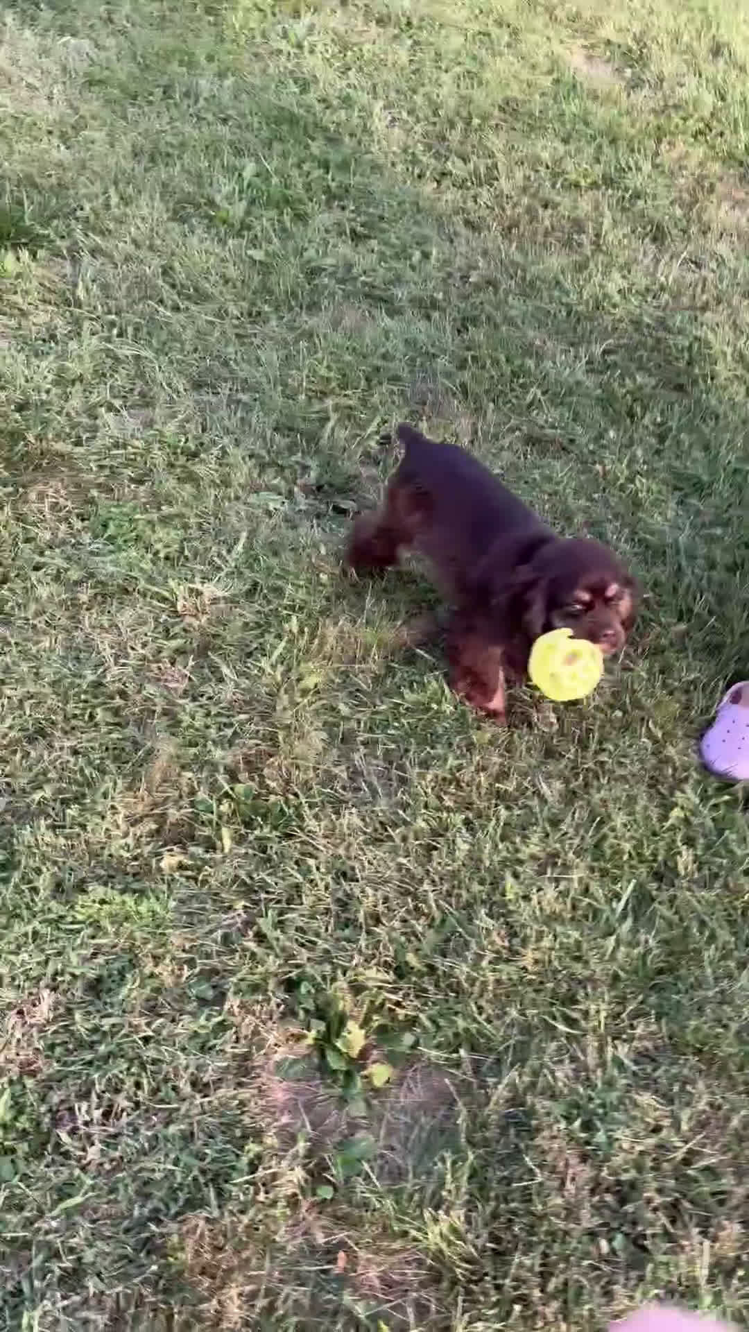 Cocker Spaniel dogs for sale: Cocker Spaniel Puppy 6 - Video 1