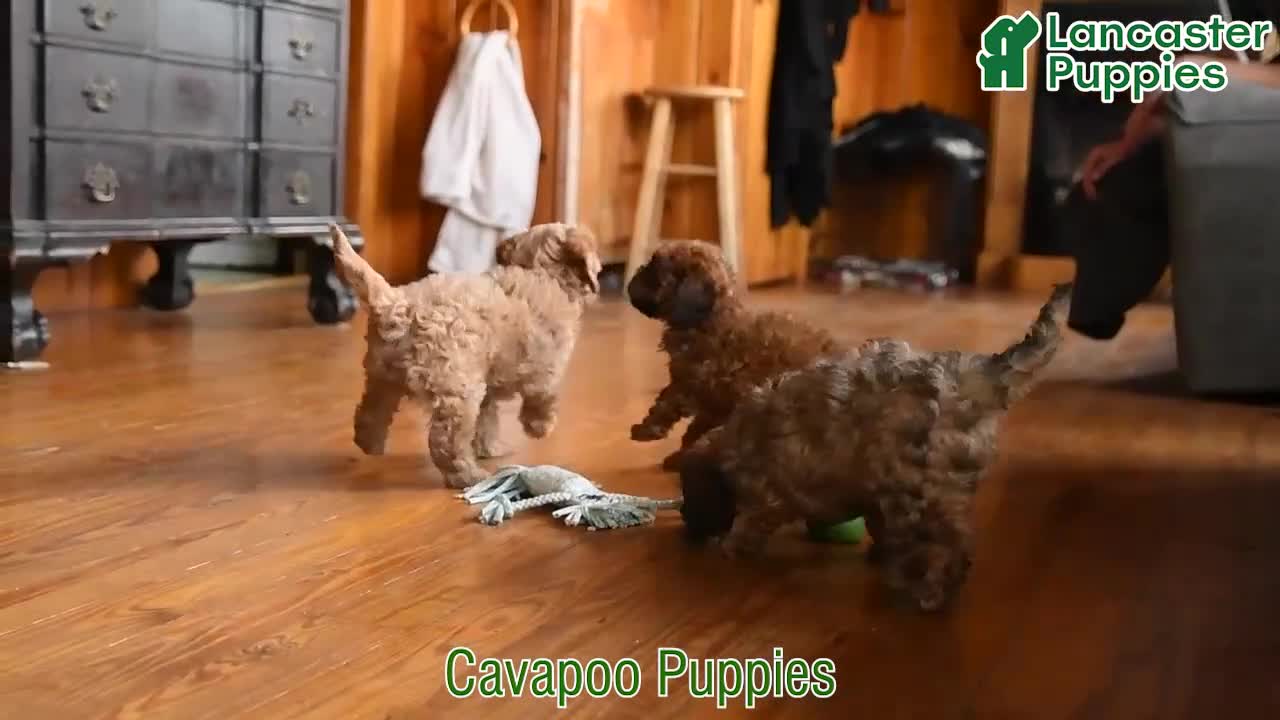 Cavapoo dogs for sale: Dandelion - Video 1