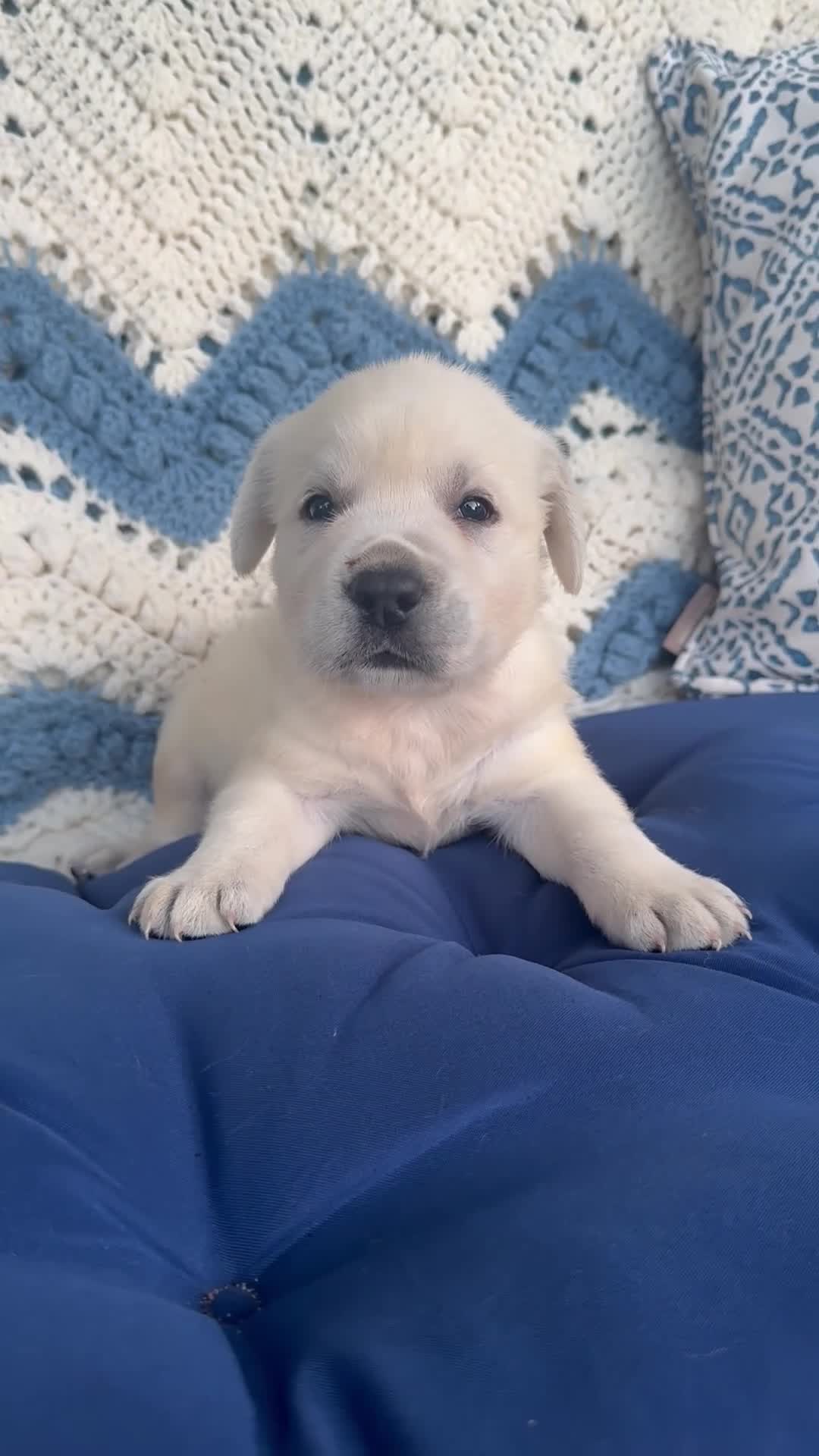 Labrador Retriever dogs for sale: Labrador Retriever 2 - Video 1