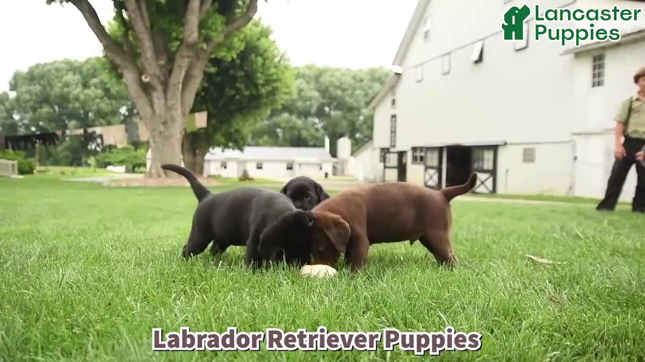 Labrador Retriever dogs for sale: Lyla - Video 1