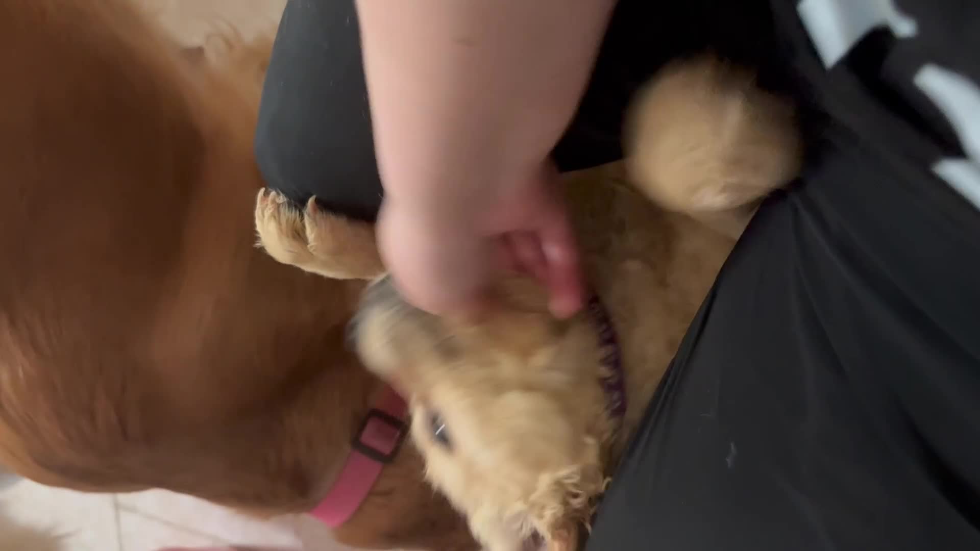 Golden Retriever dogs for sale: Violet - Video 2