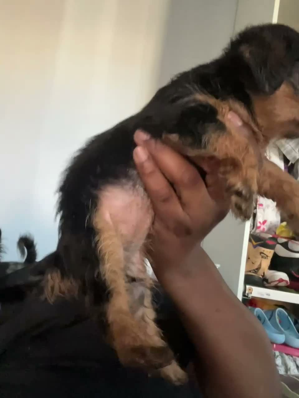 Mixed Breed dogs for sale: Bella - Video 1