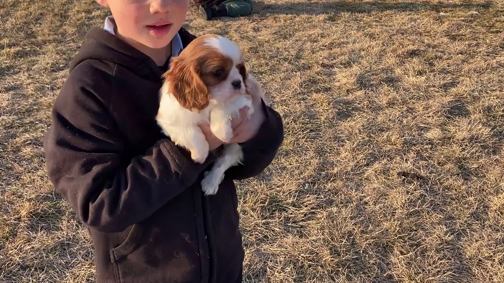 Cavalier King Charles Spaniel dogs for sale: Moonlight - Video 4