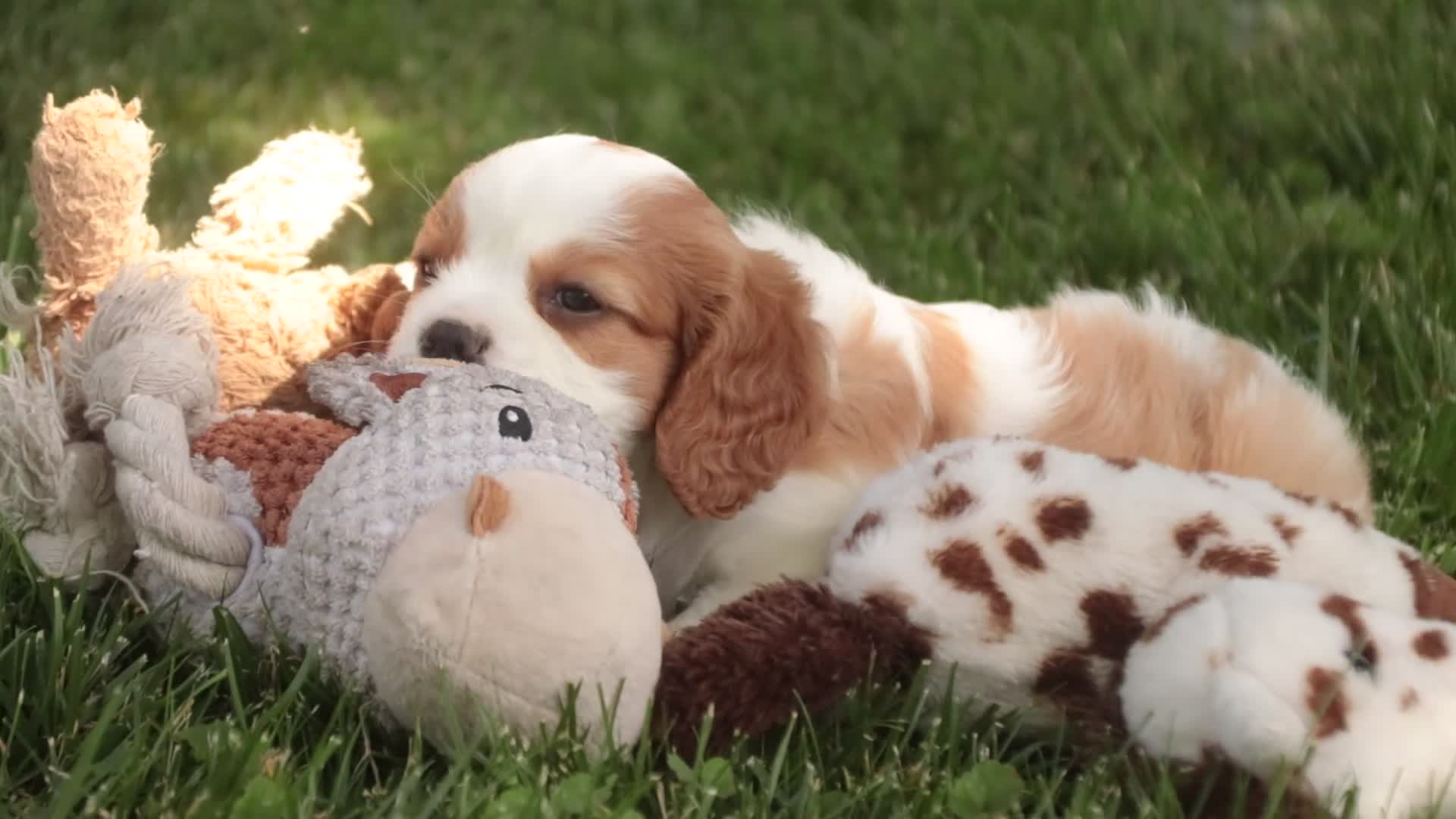 Cavalier King Charles Spaniel dogs for sale: Lincoln Cavalier King Charles Spaniel  - Video 1