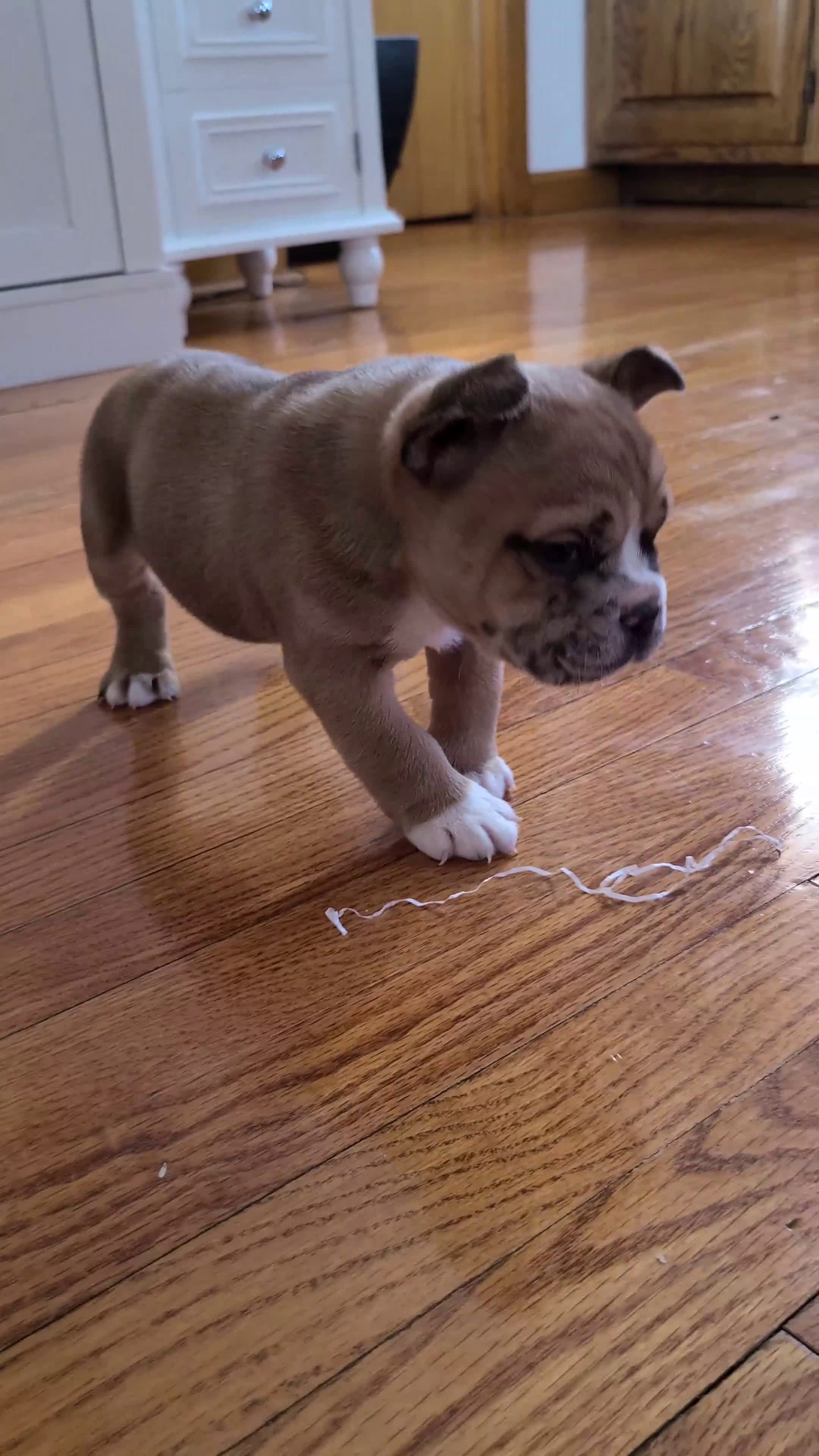 Mixed Breed dogs for sale: Milo - Video 2