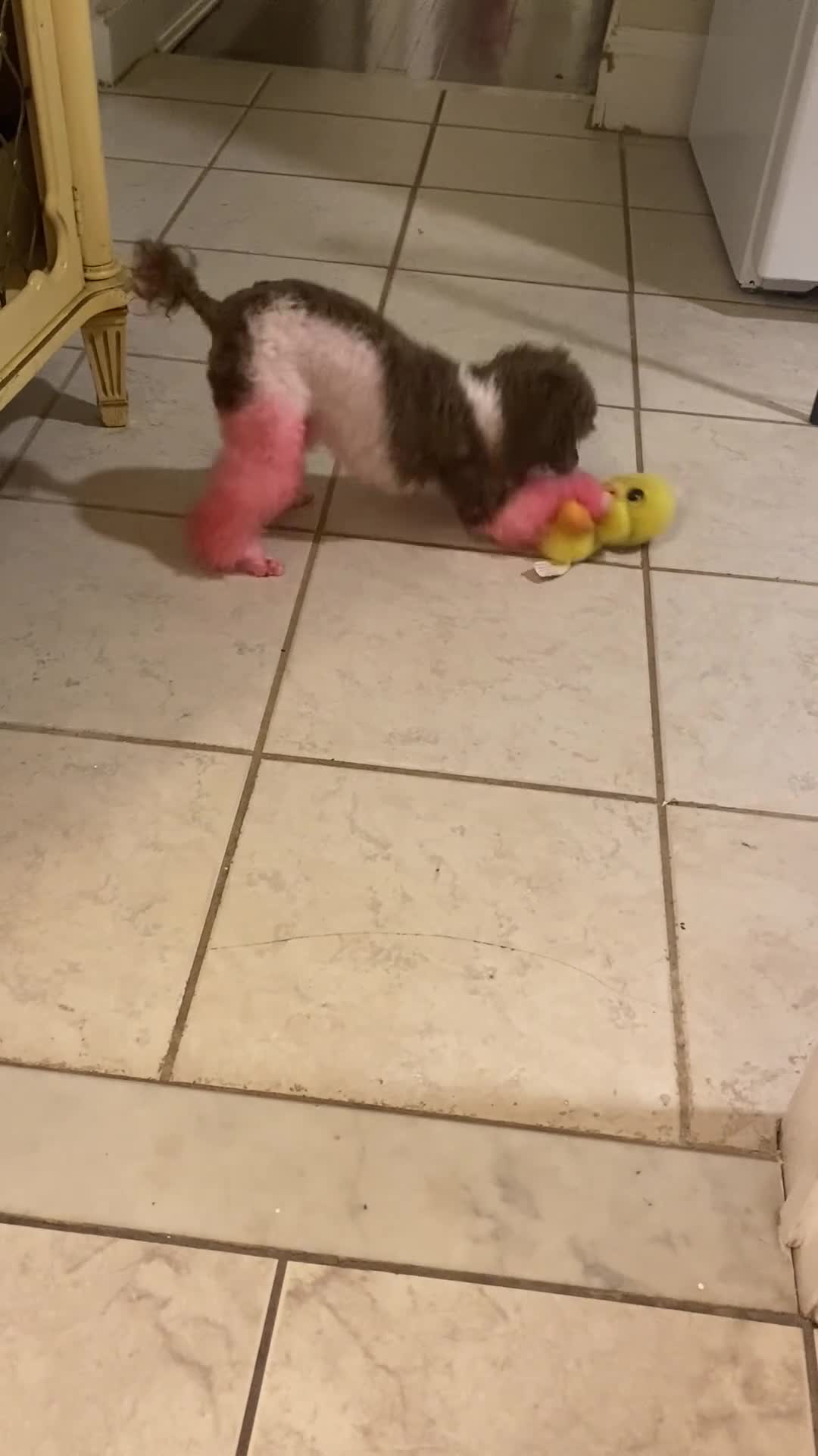 Toy Poodle dogs for sale: Luna - Video 1