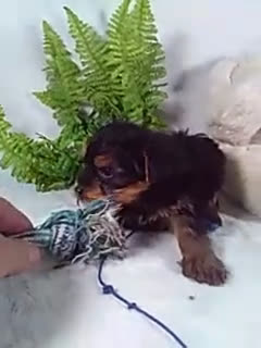 Yorkiepoo dogs for sale: George  - Video 1