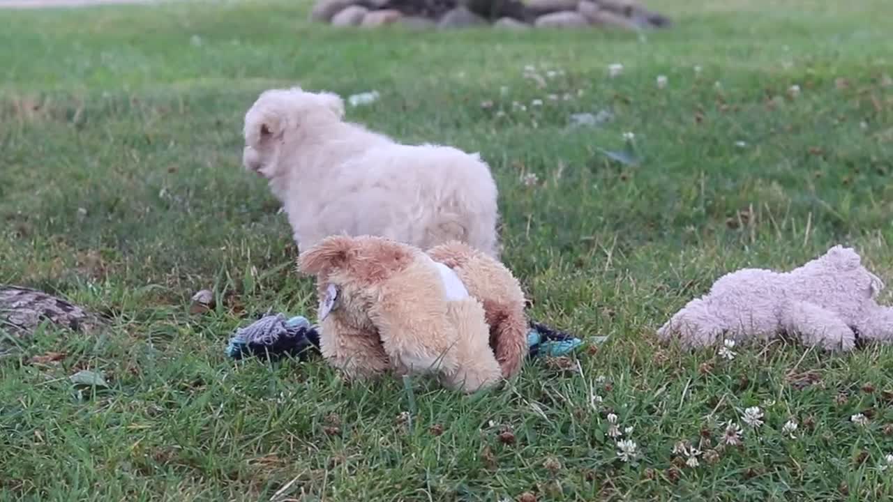 Maltipoo dogs for sale: Nora - Video 1