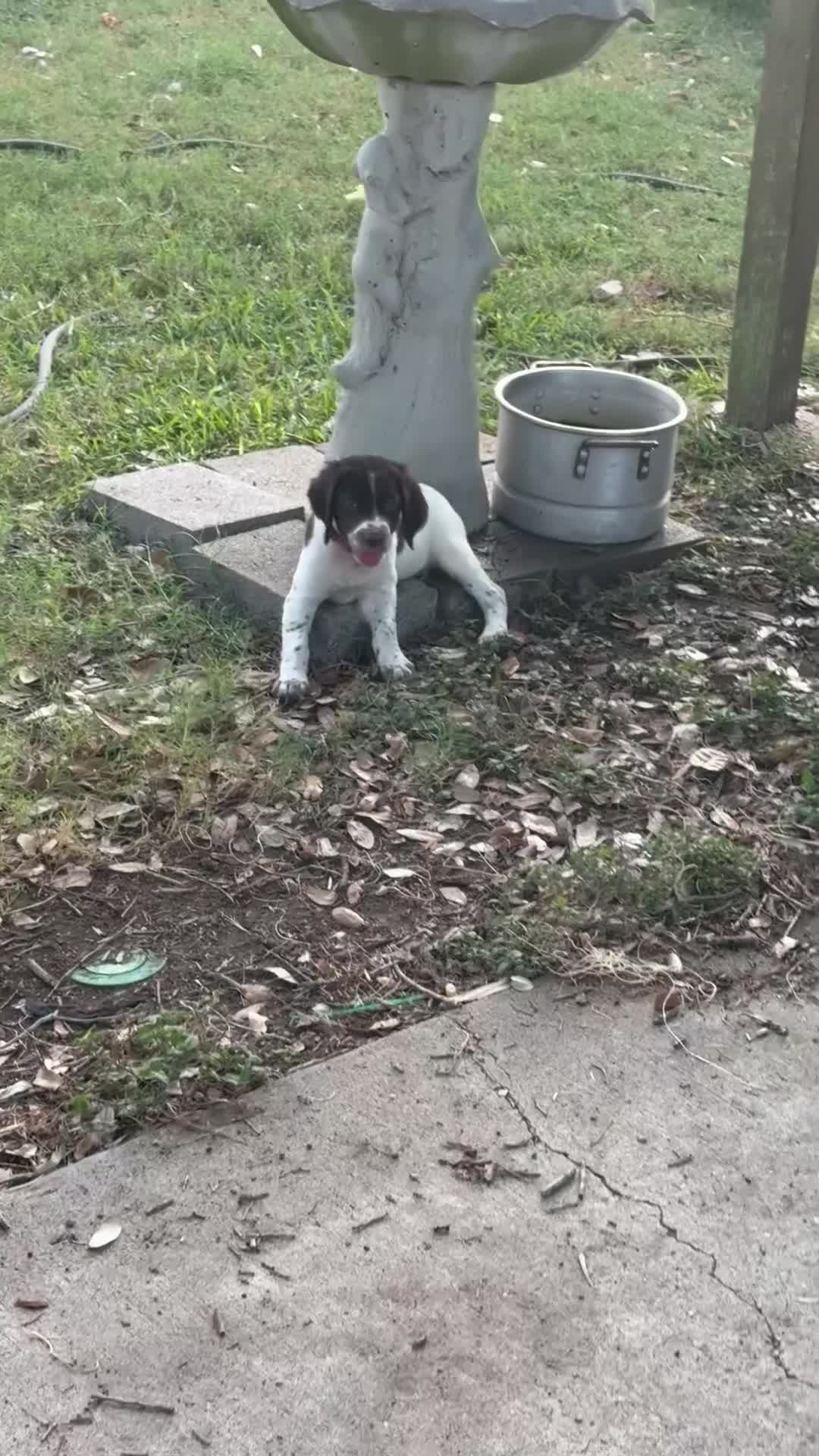 Brittany Spaniel dogs for sale: Skittles - Video 1