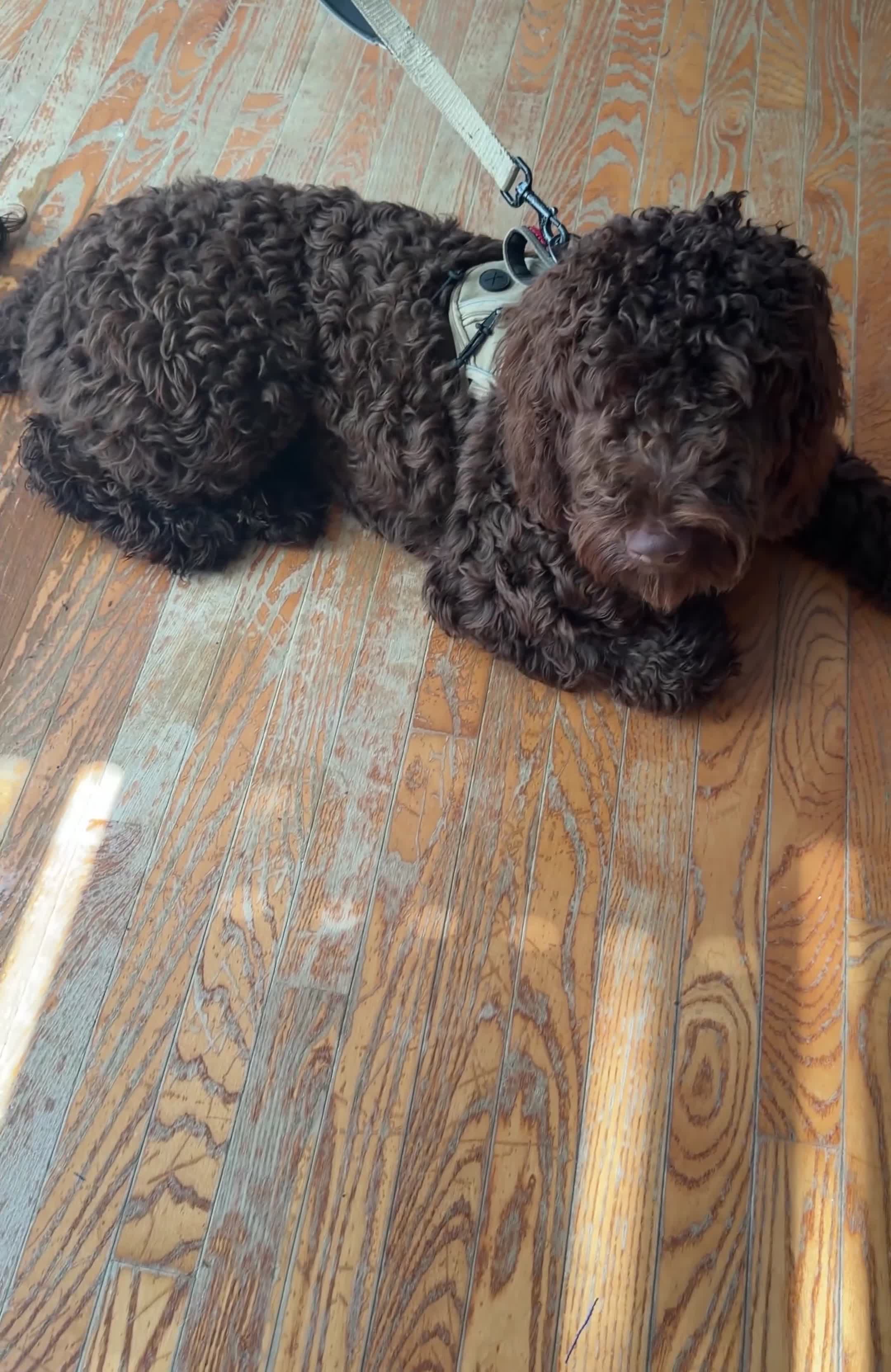 Goldendoodle dogs for sale: Goldendoodle 7 - Video 1